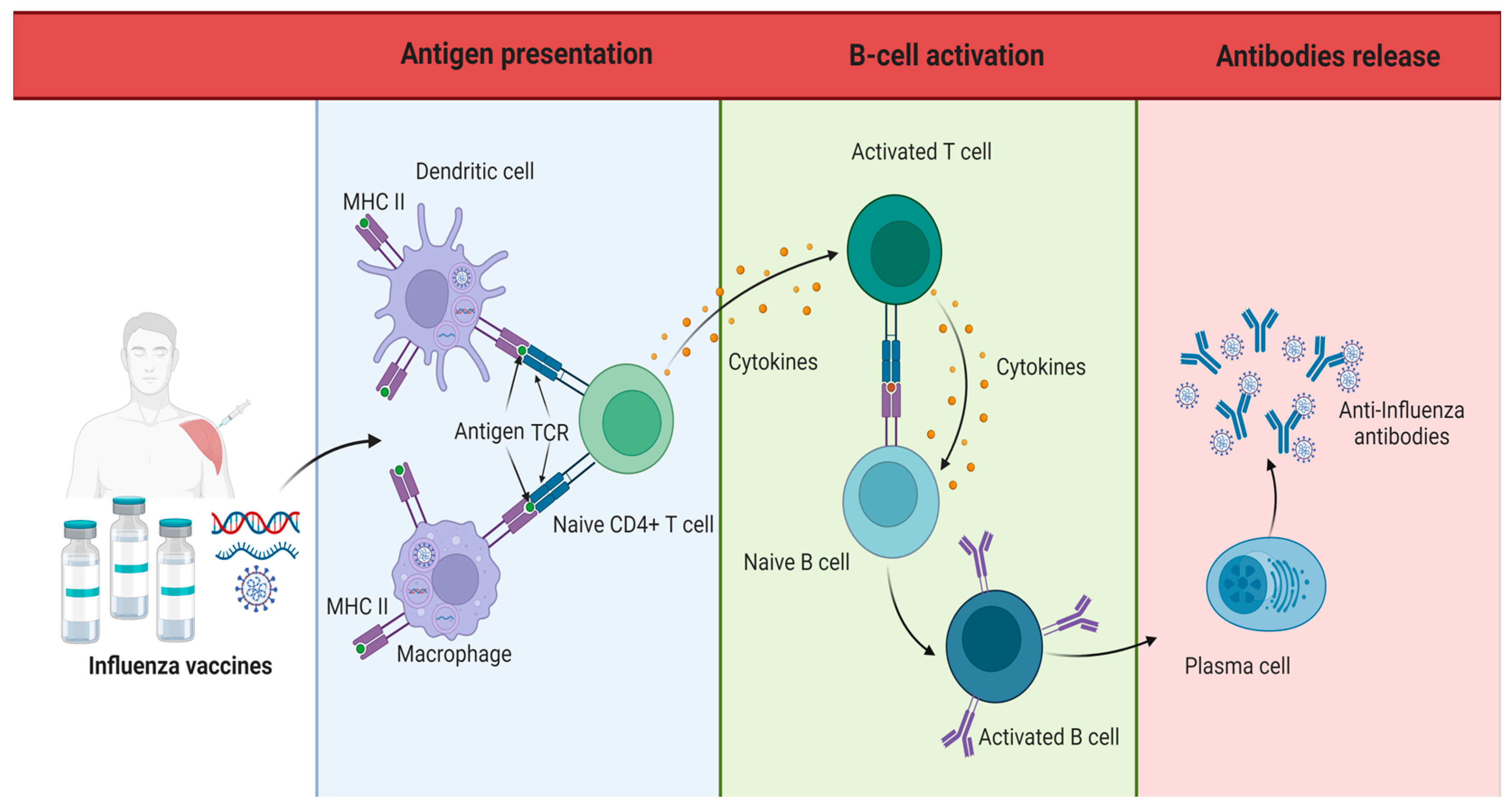 Vaccines 12 00765 g001