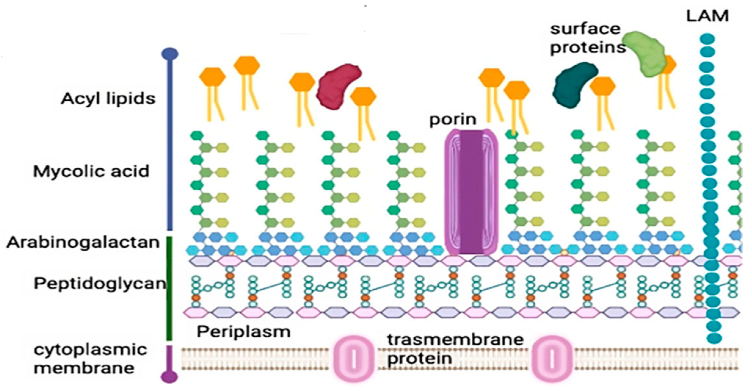 Vaccines 12 00779 g001