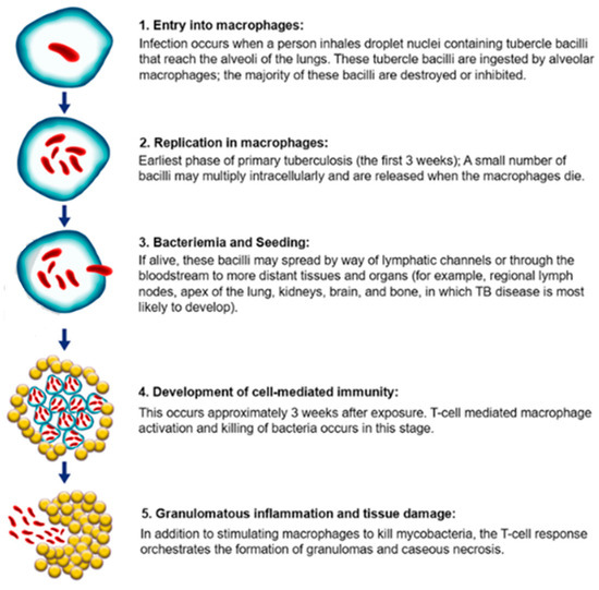 Vaccines | Free Full-Text | Unveiling the Significance of LysE in ...