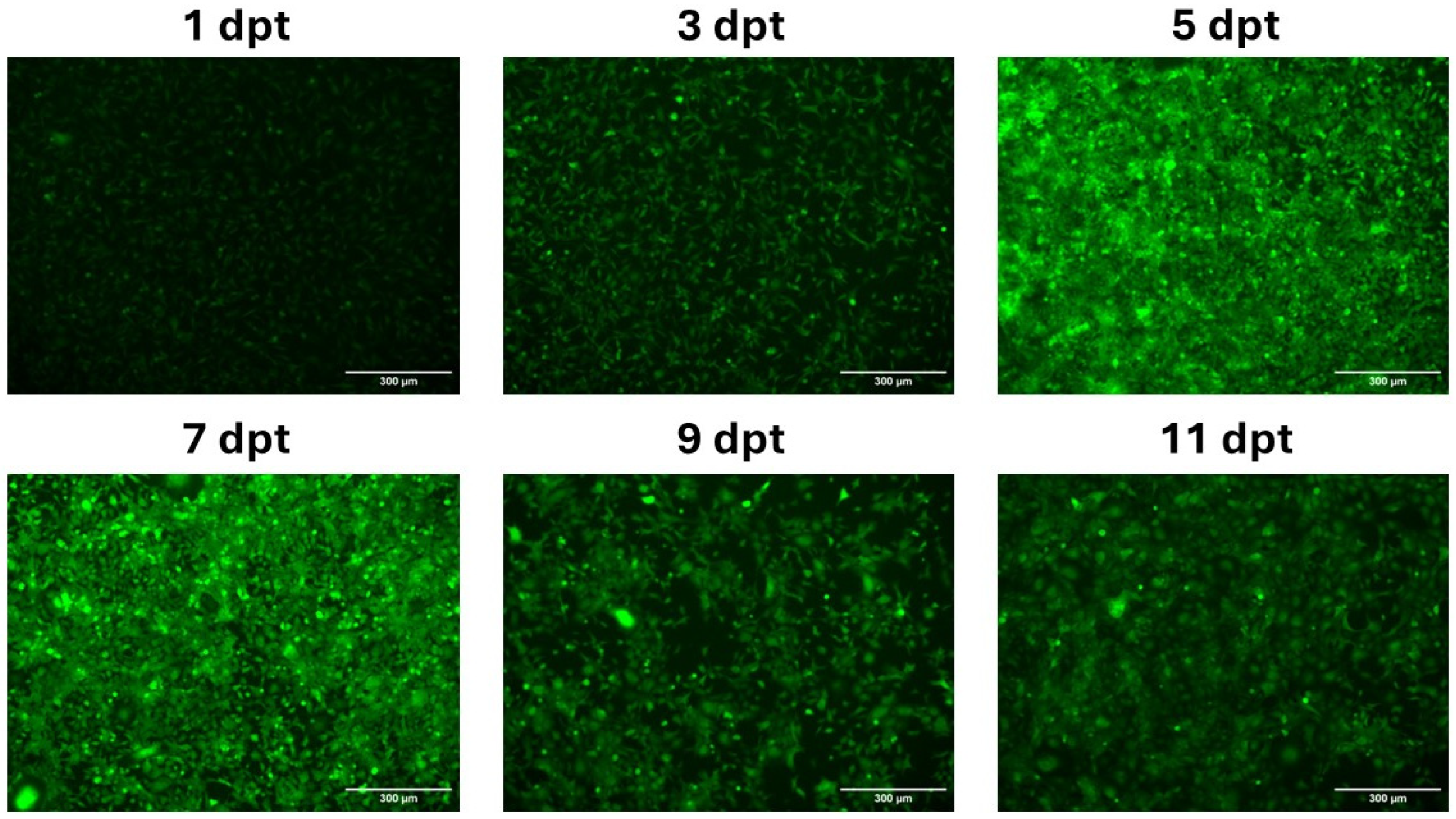 Vaccines 12 00788 g003