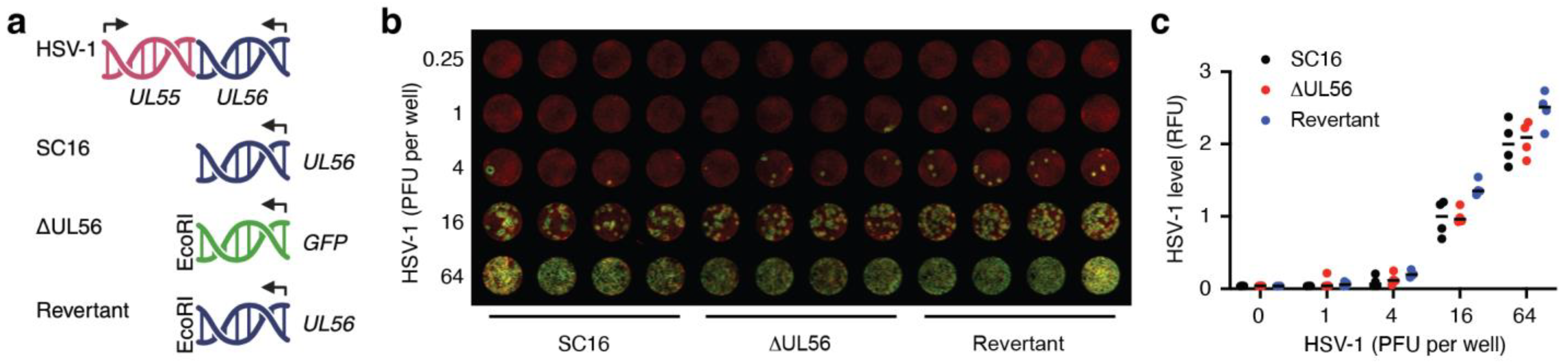 Vaccines 12 00837 g001