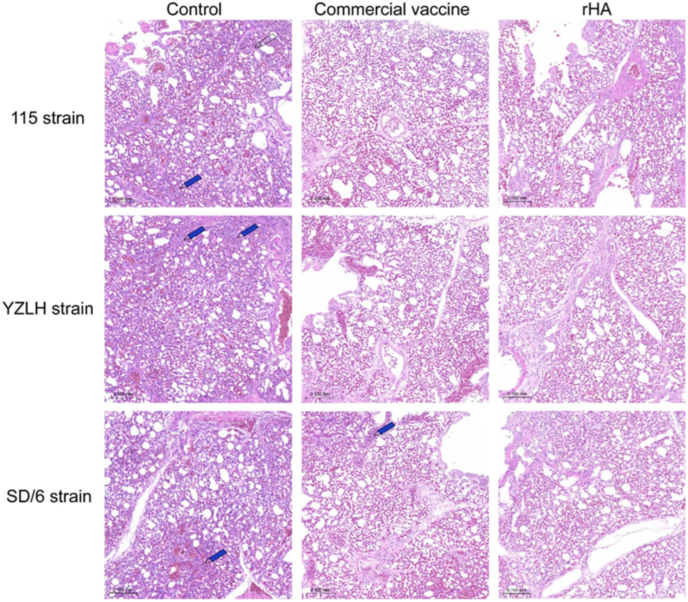 Vaccines 12 00849 g005