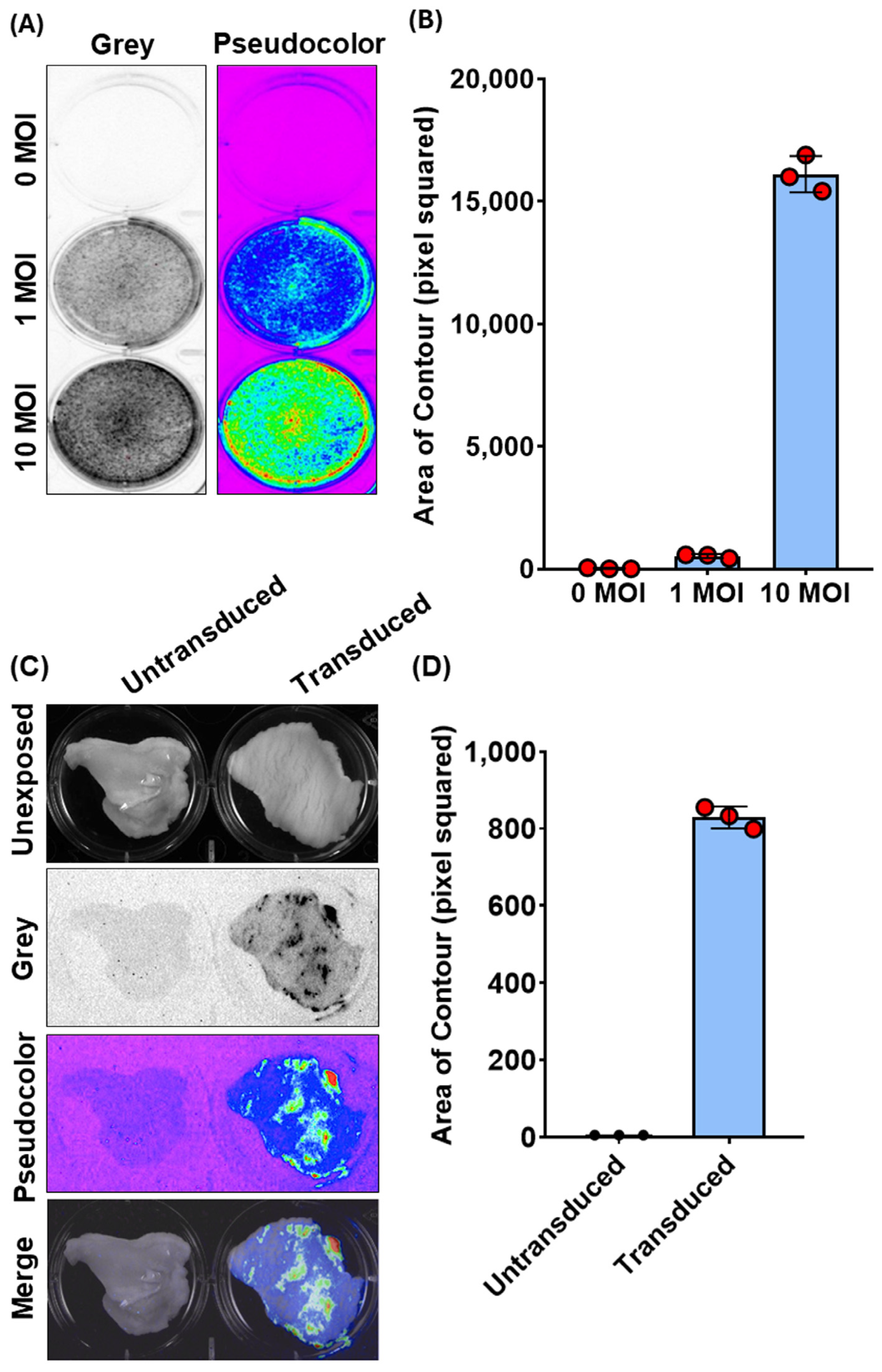 Vaccines 12 00851 g002