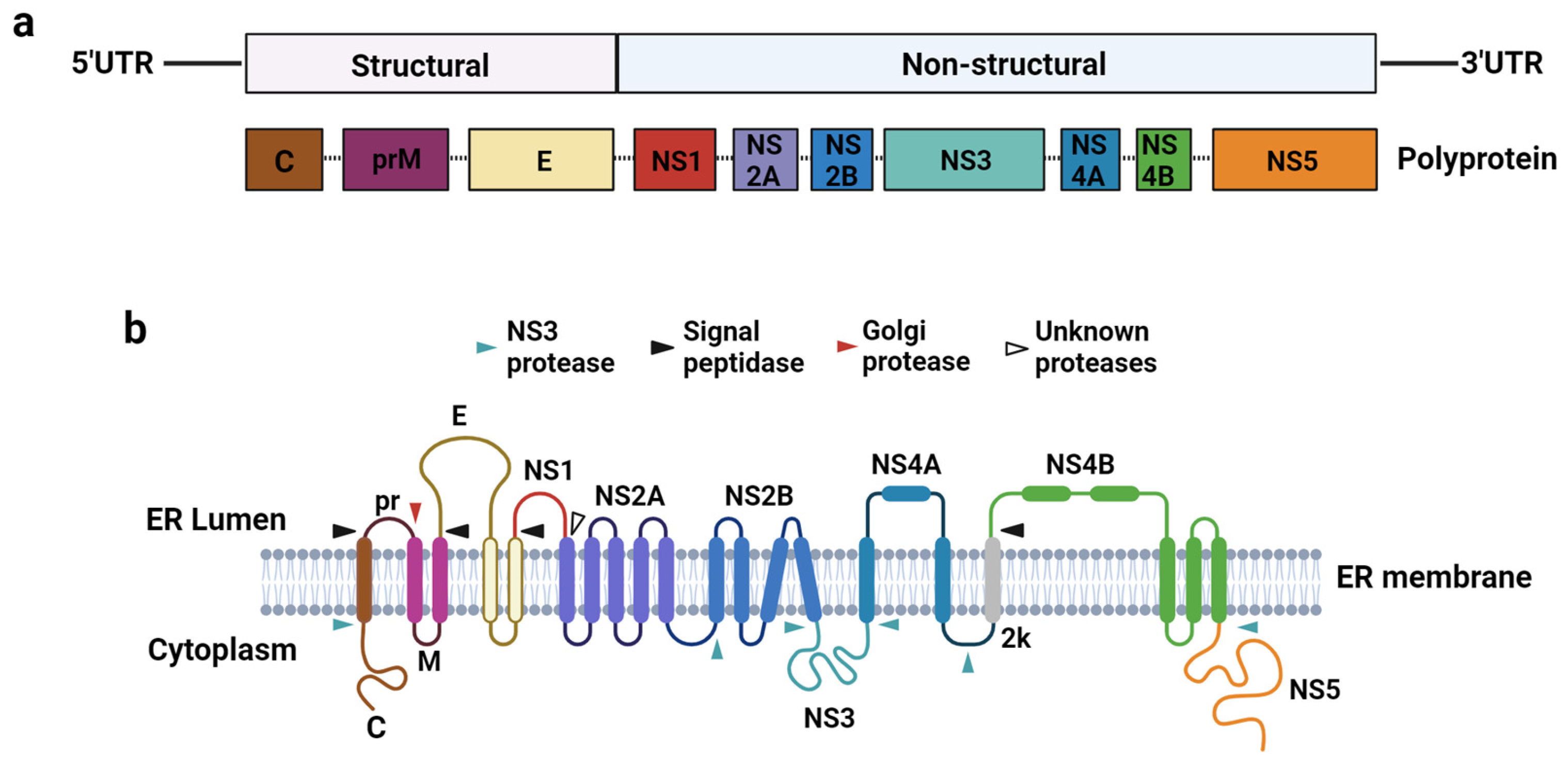 Vaccines 12 00865 g001