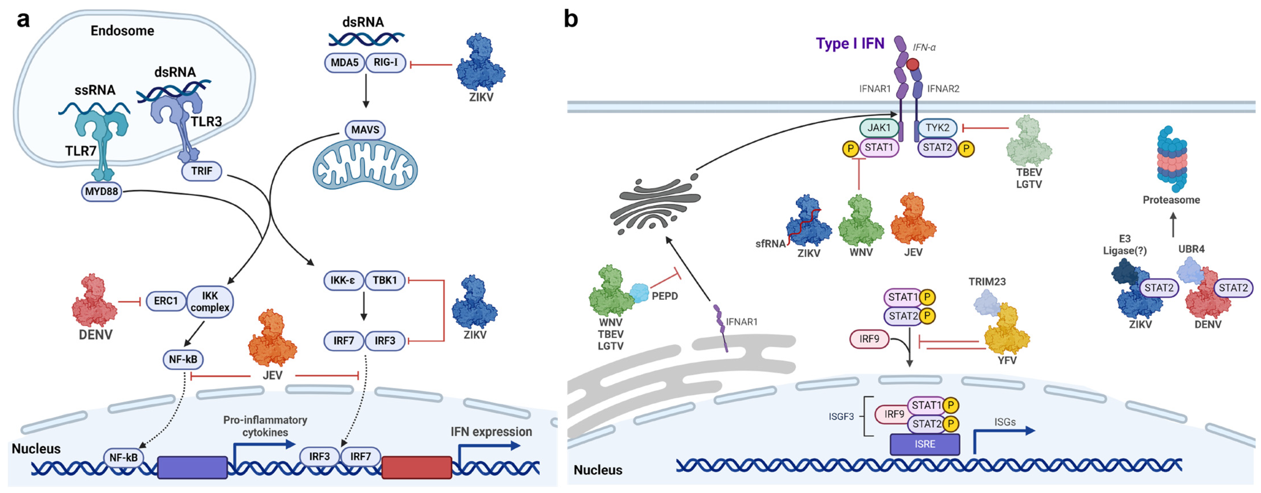 Vaccines 12 00865 g004