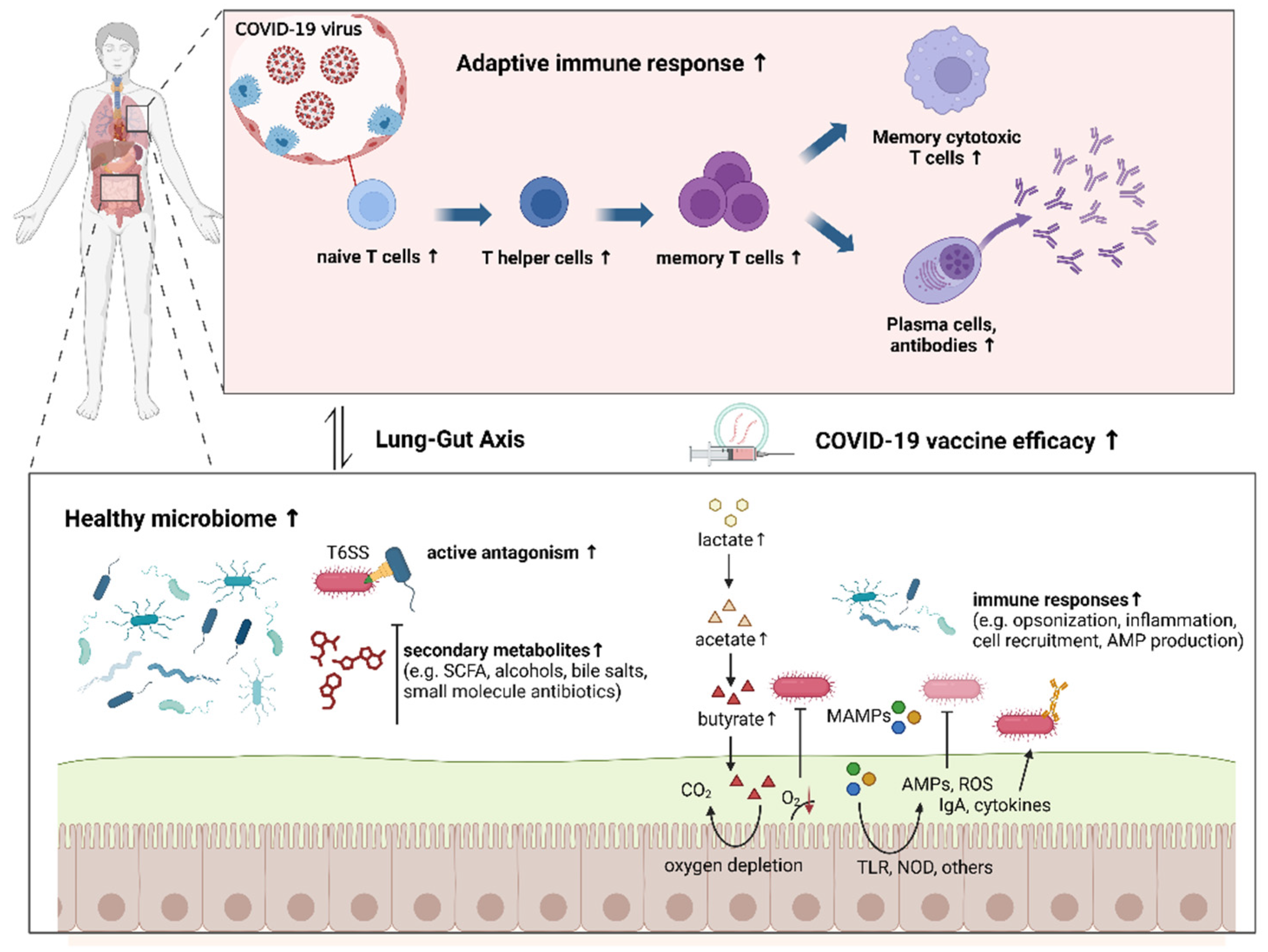 Vaccines 12 00868 g001