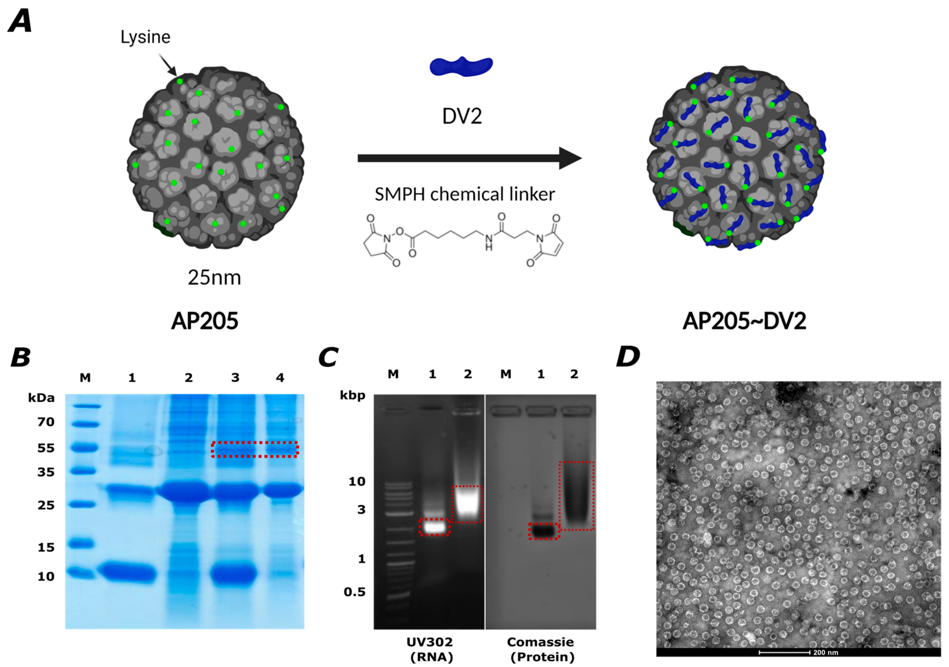 Vaccines 12 00874 g002