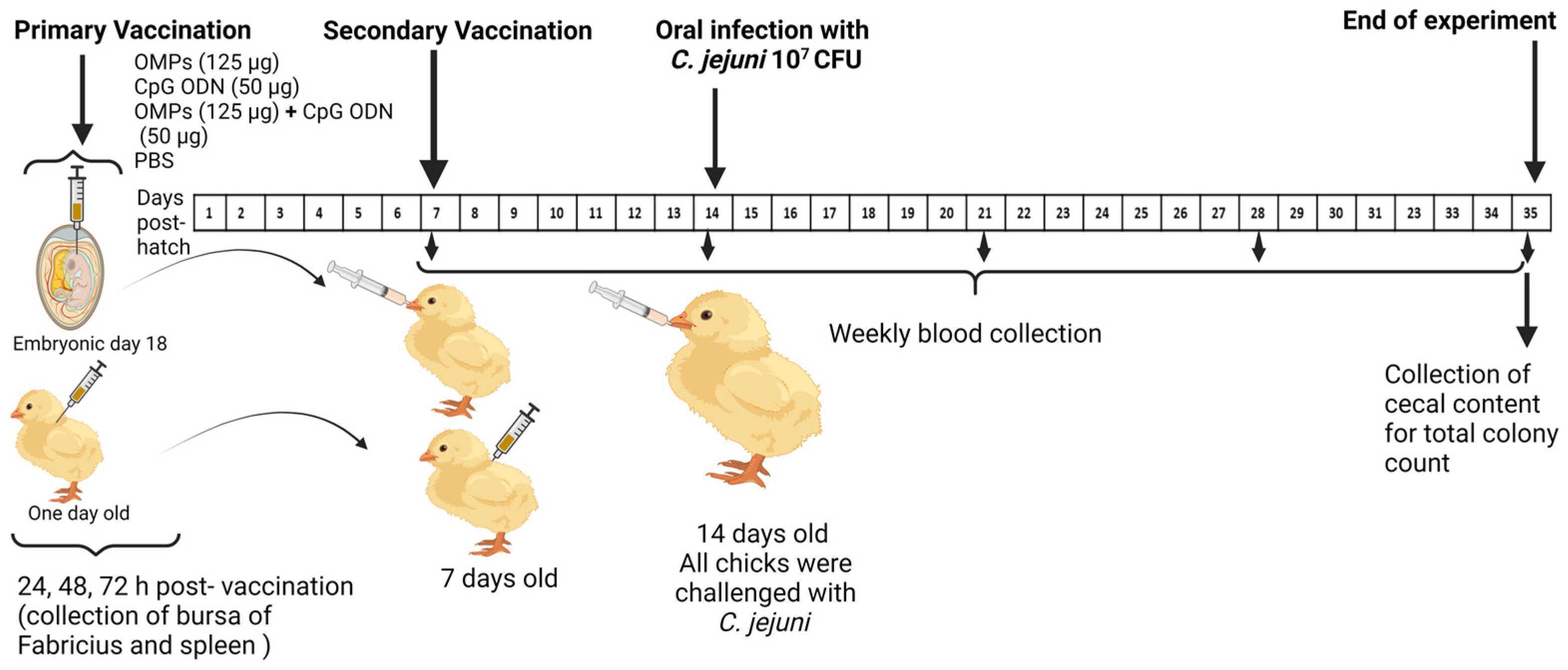 Vaccines 12 00908 g001