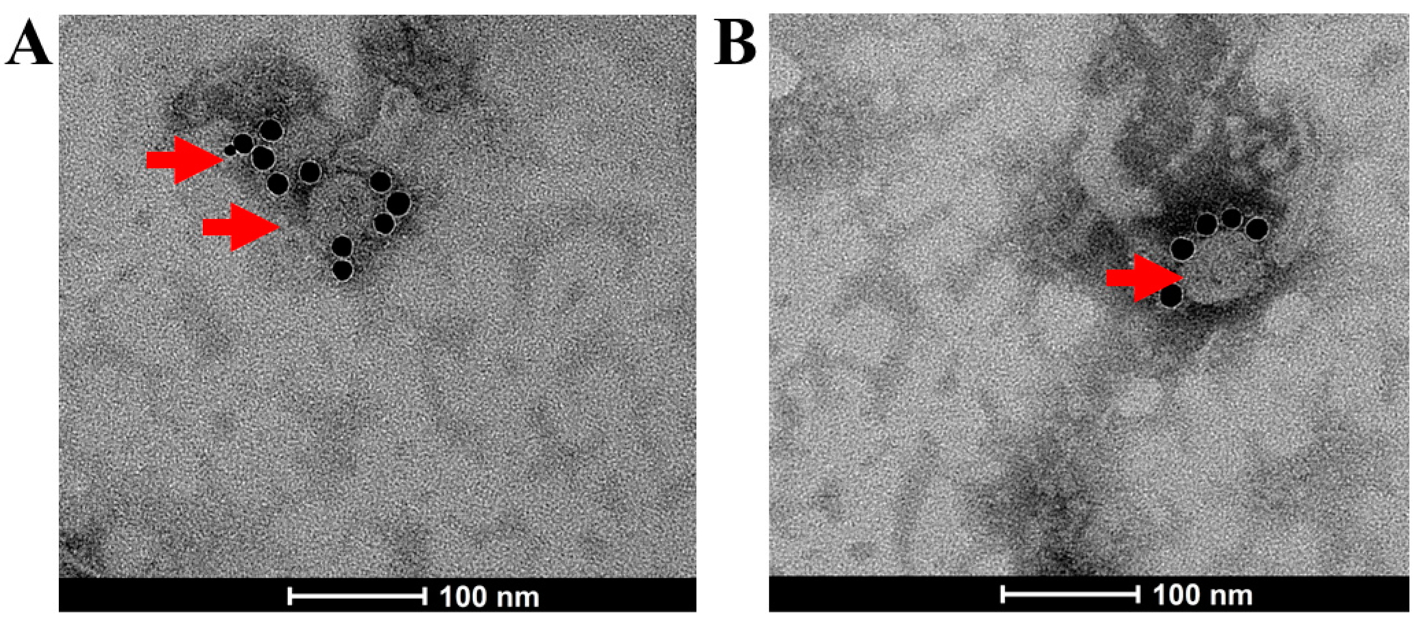 Vaccines 12 00927 g002