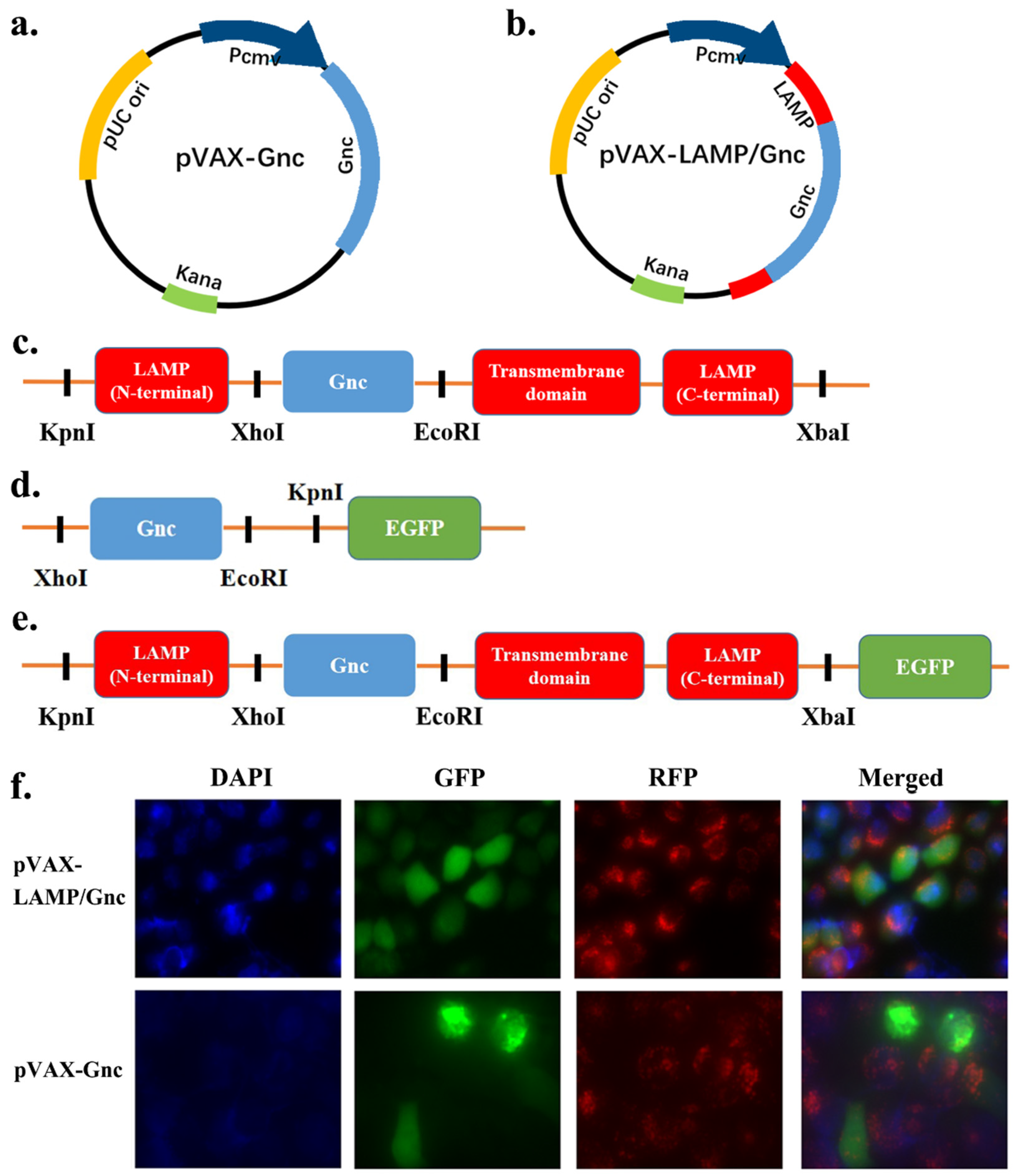 Vaccines 12 00928 g001