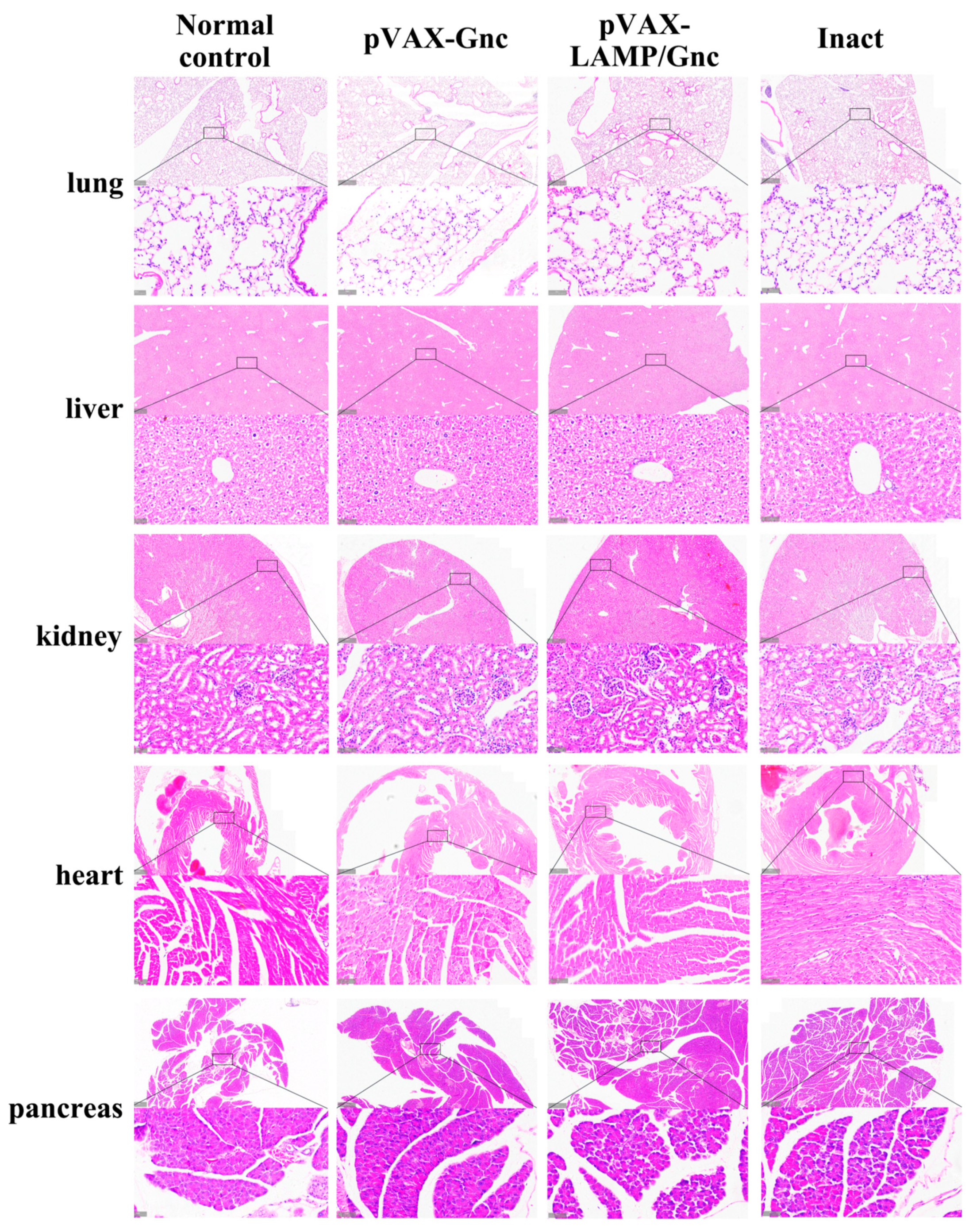 Vaccines 12 00928 g005