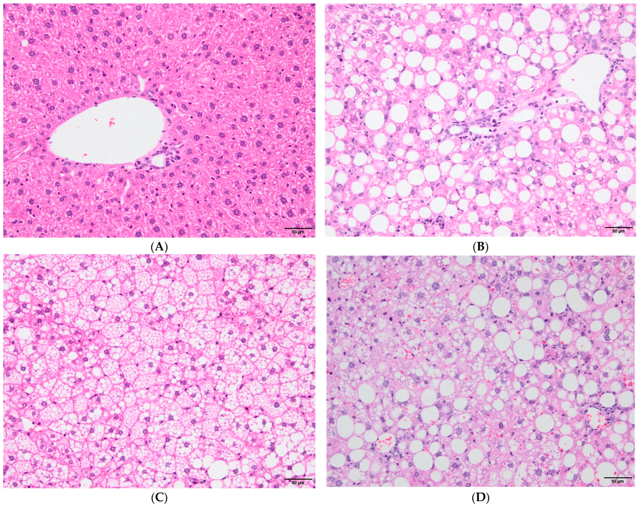 Vaccines 12 00934 g002