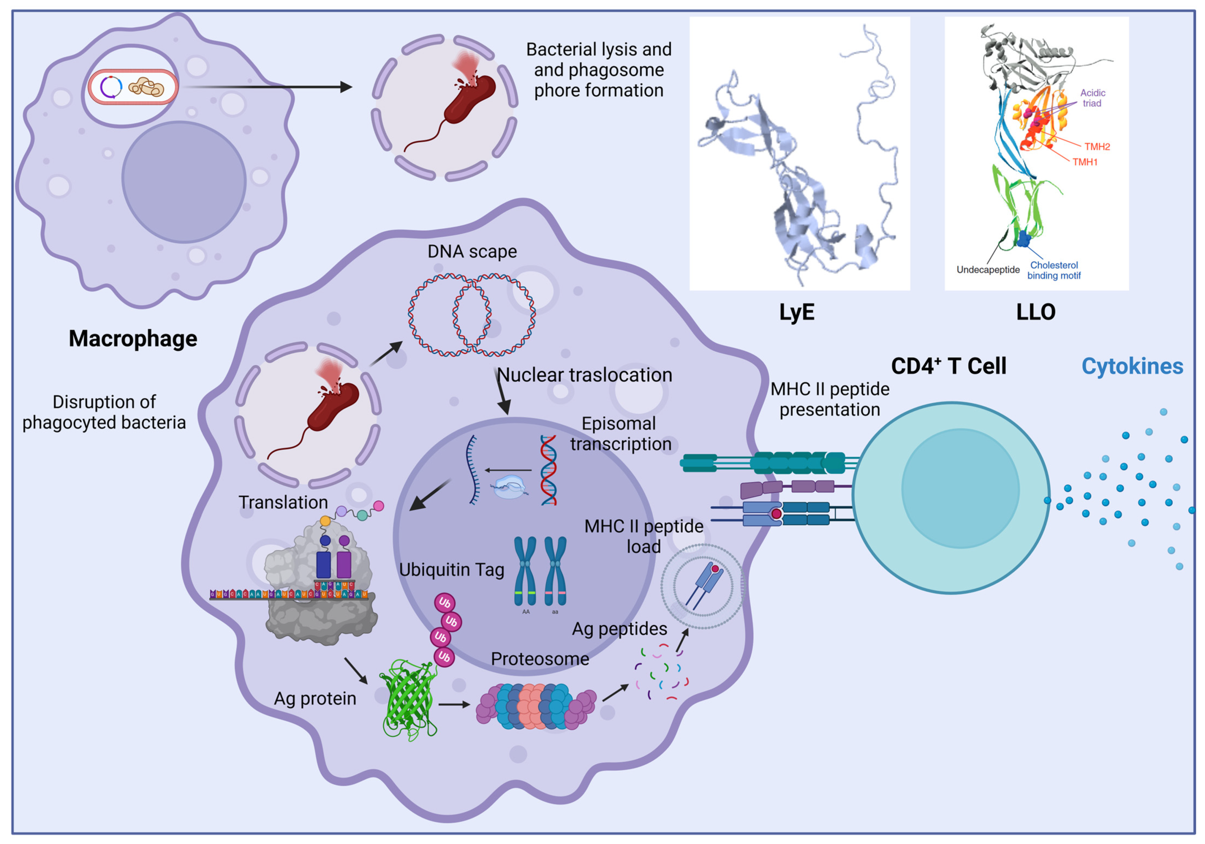 Vaccines 12 00968 g002 Vaccines 12 00968 g002