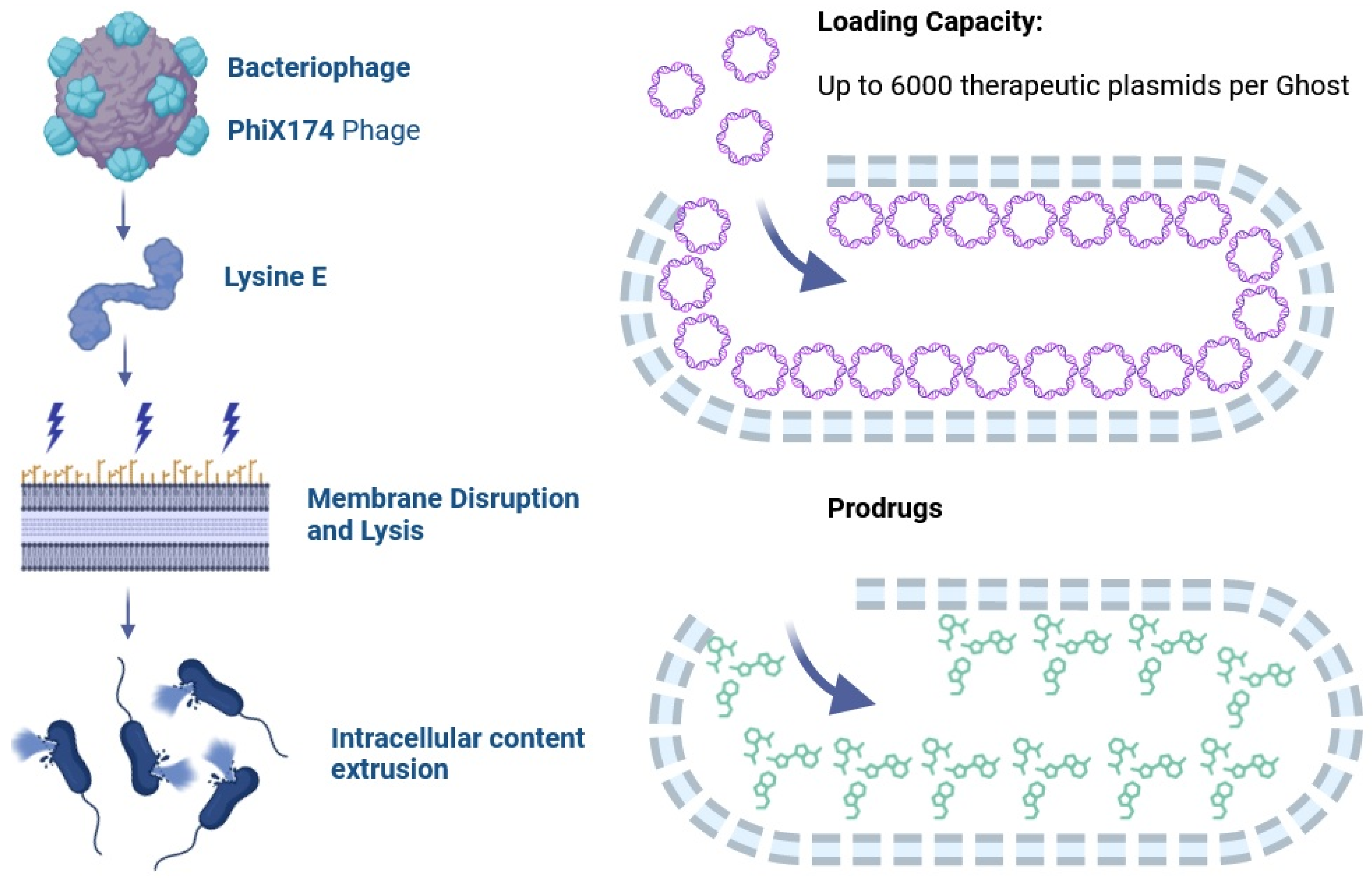 Vaccines 12 00968 g006 Vaccines 12 00968 g006