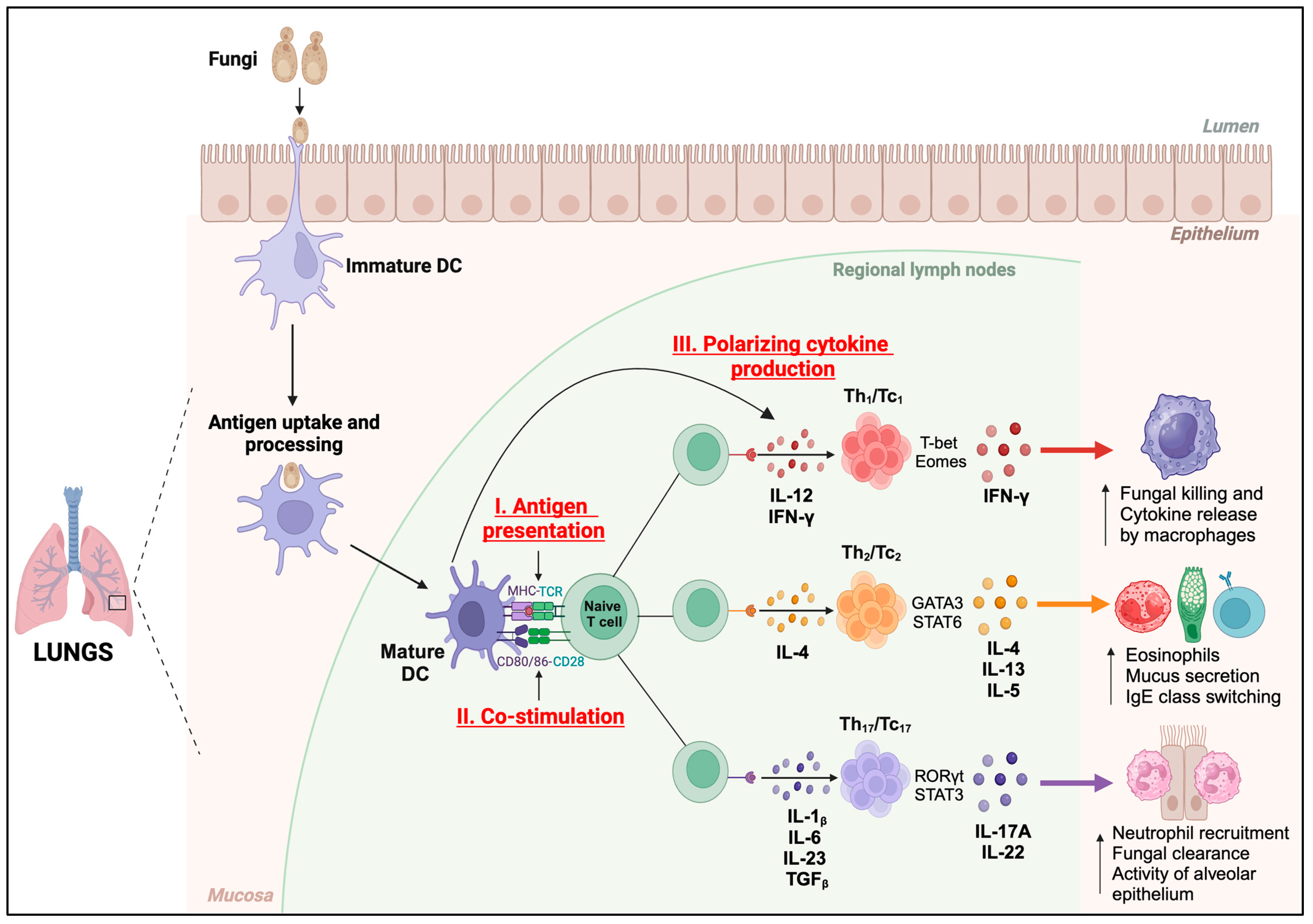Vaccines 12 00981 g002