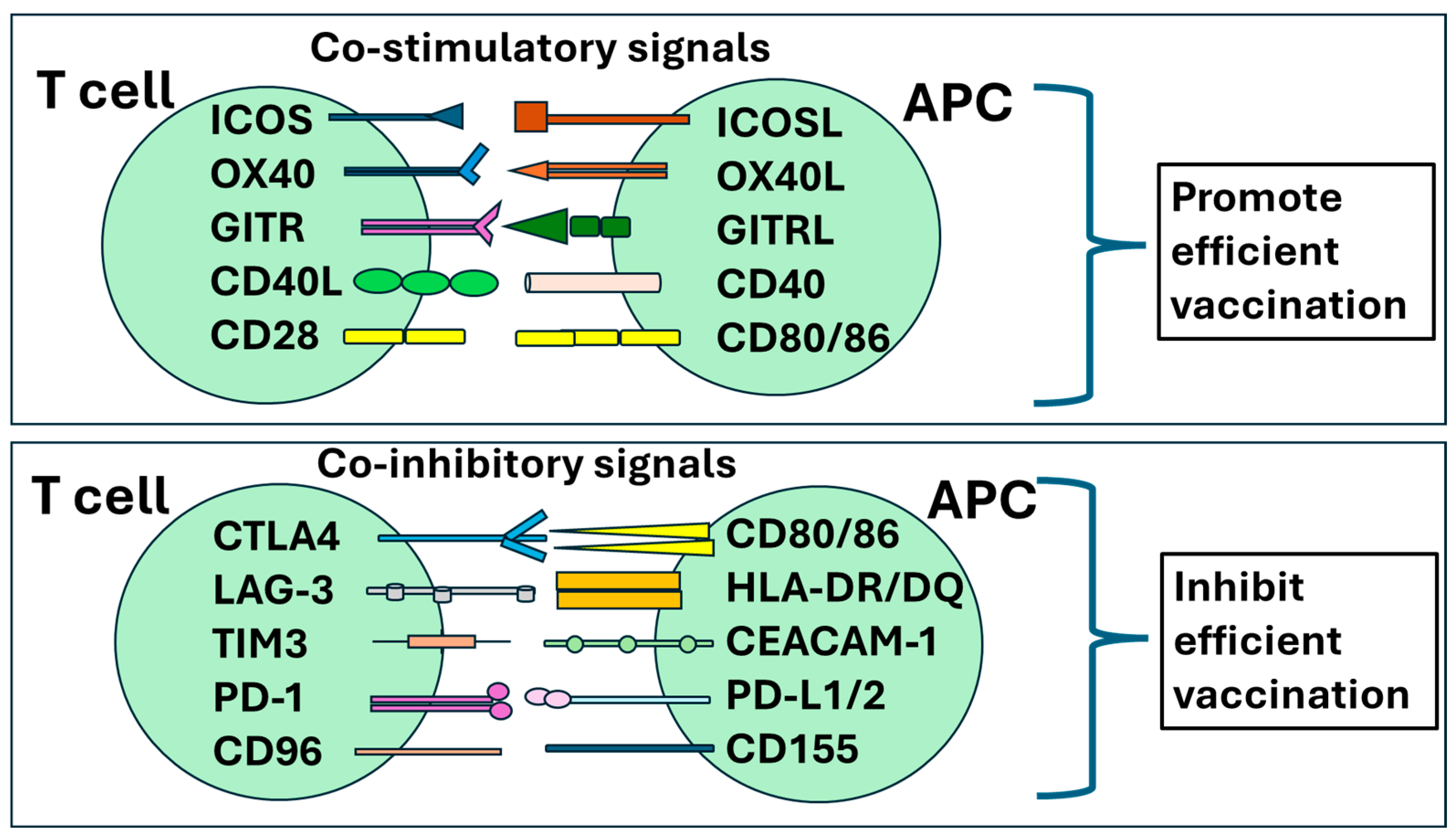 Vaccines 12 00992 g004