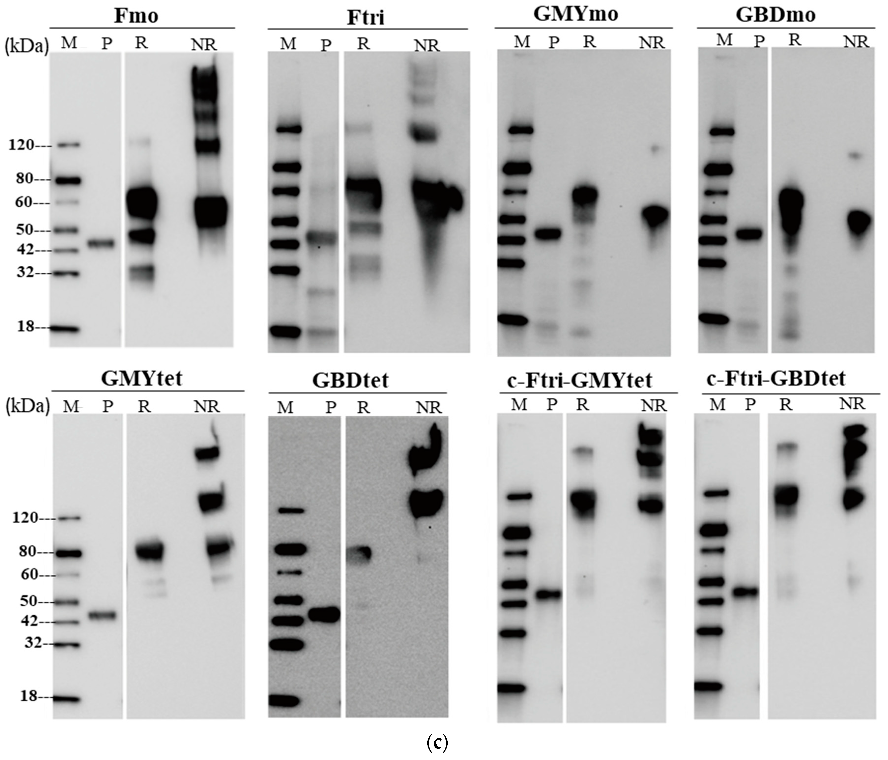 Vaccines 12 00999 g001b