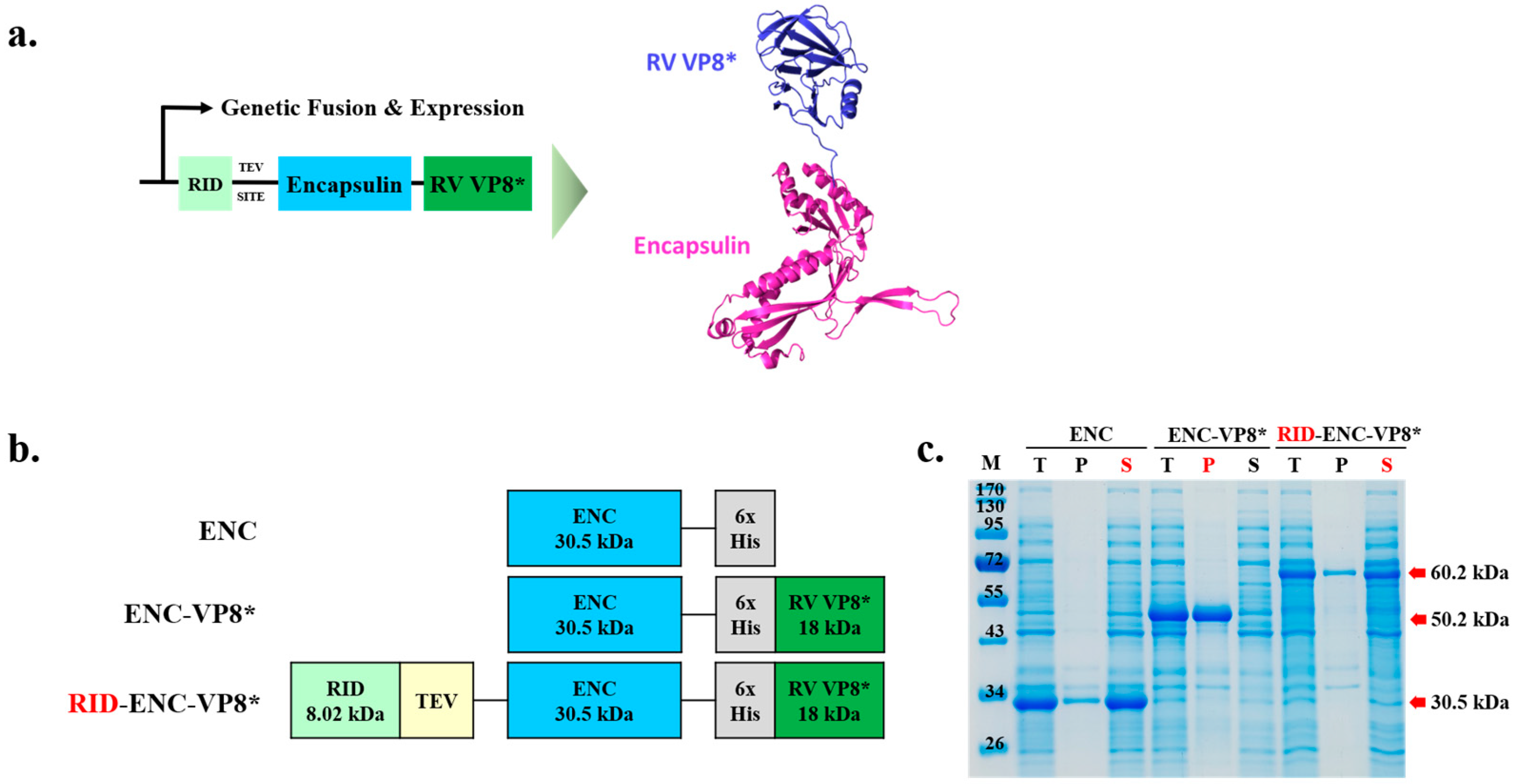 Vaccines 12 01020 g001 Vaccines 12 01020 g001