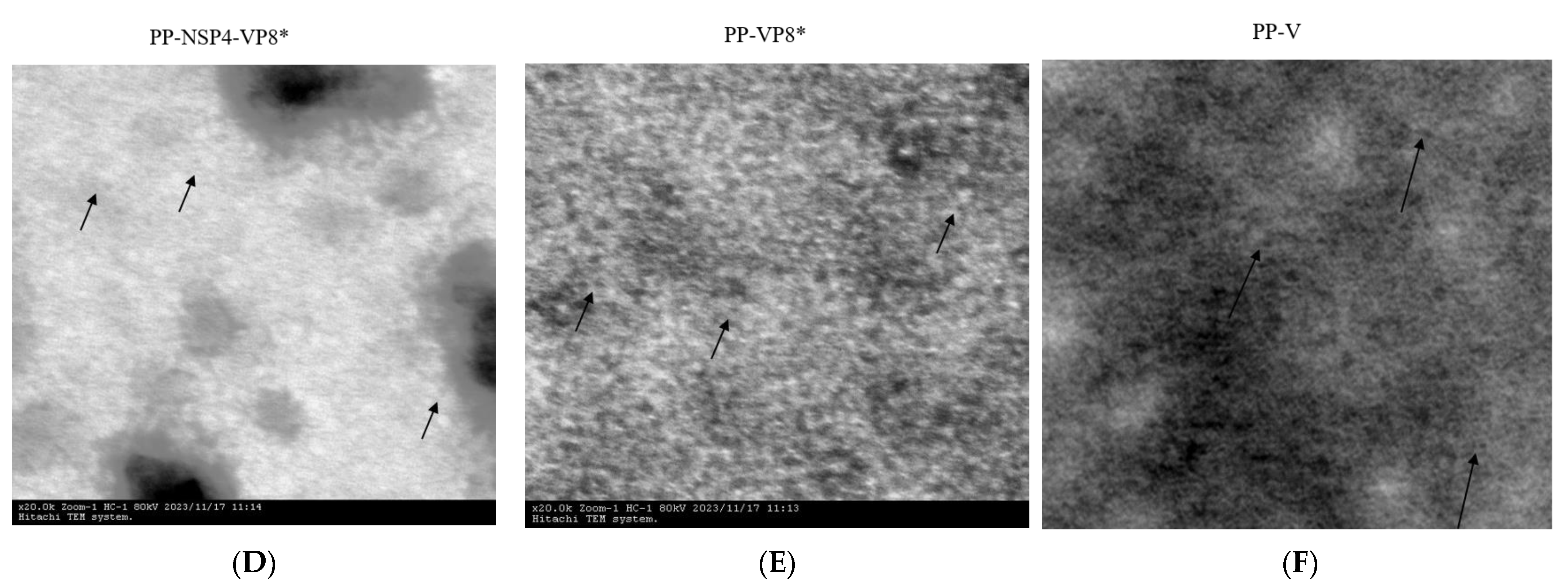 Vaccines 12 01025 g001b