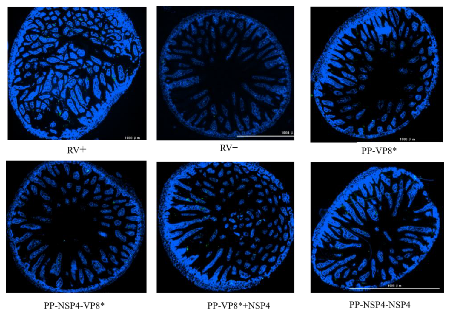 Vaccines 12 01025 g008
