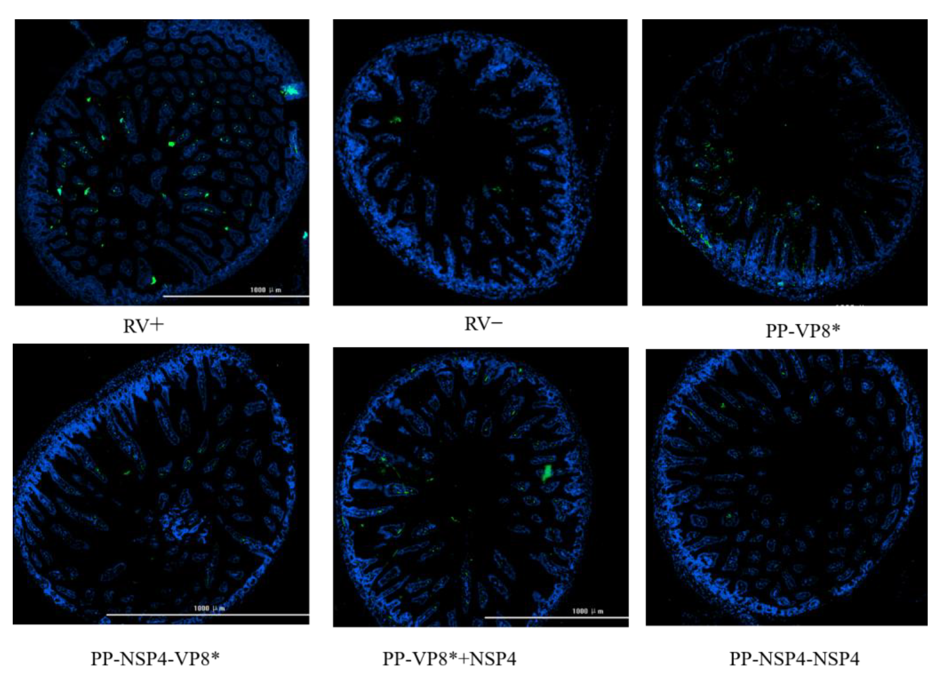 Vaccines 12 01025 g010