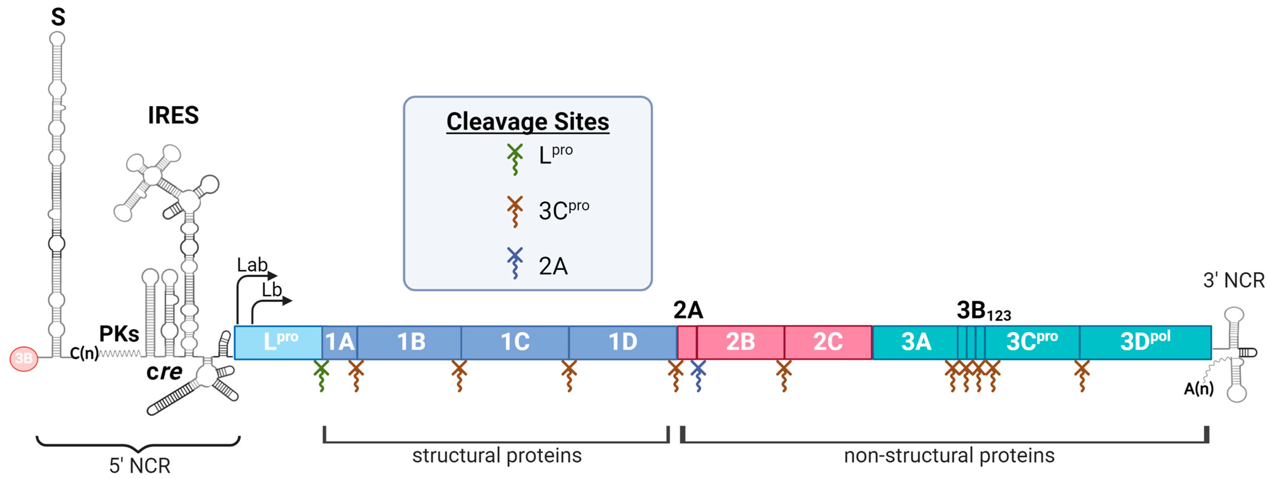 Vaccines 12 01071 g001 Vaccines 12 01071 g001