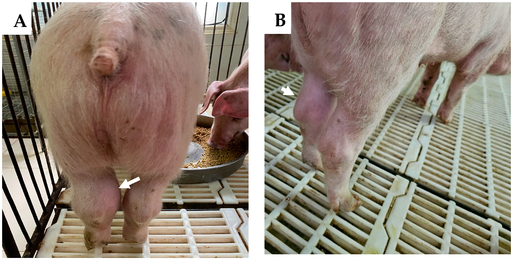 Vaccines 12 01114 g003