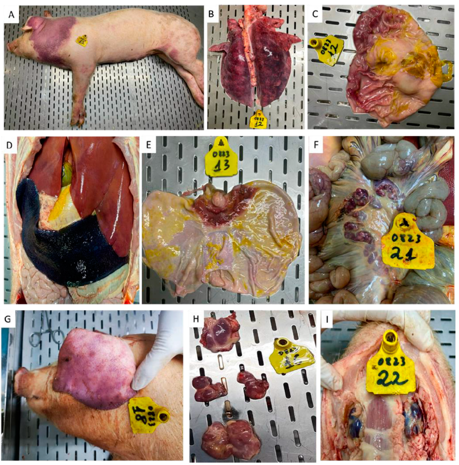 Vaccines 12 01114 g009