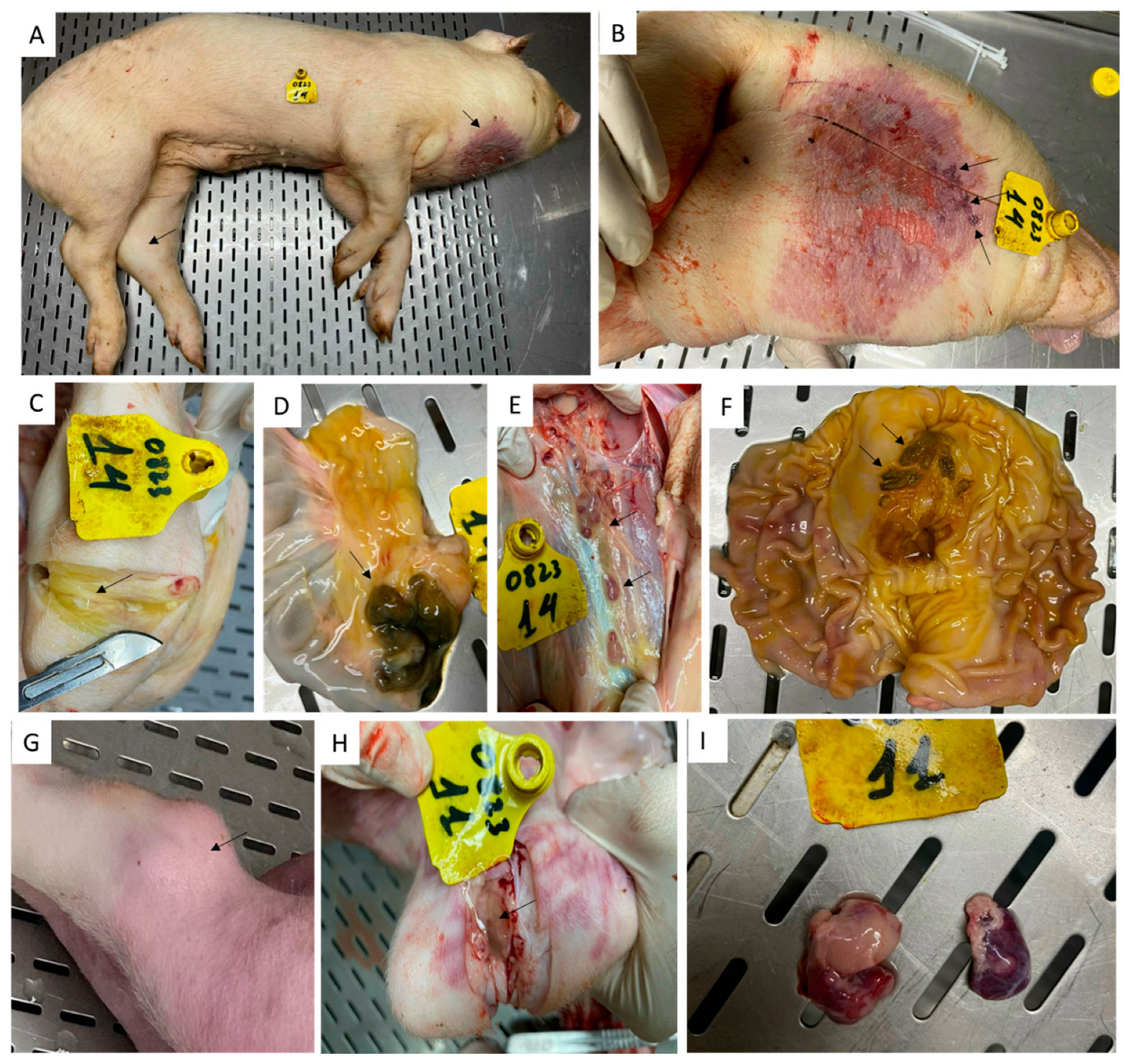 Vaccines 12 01114 g010