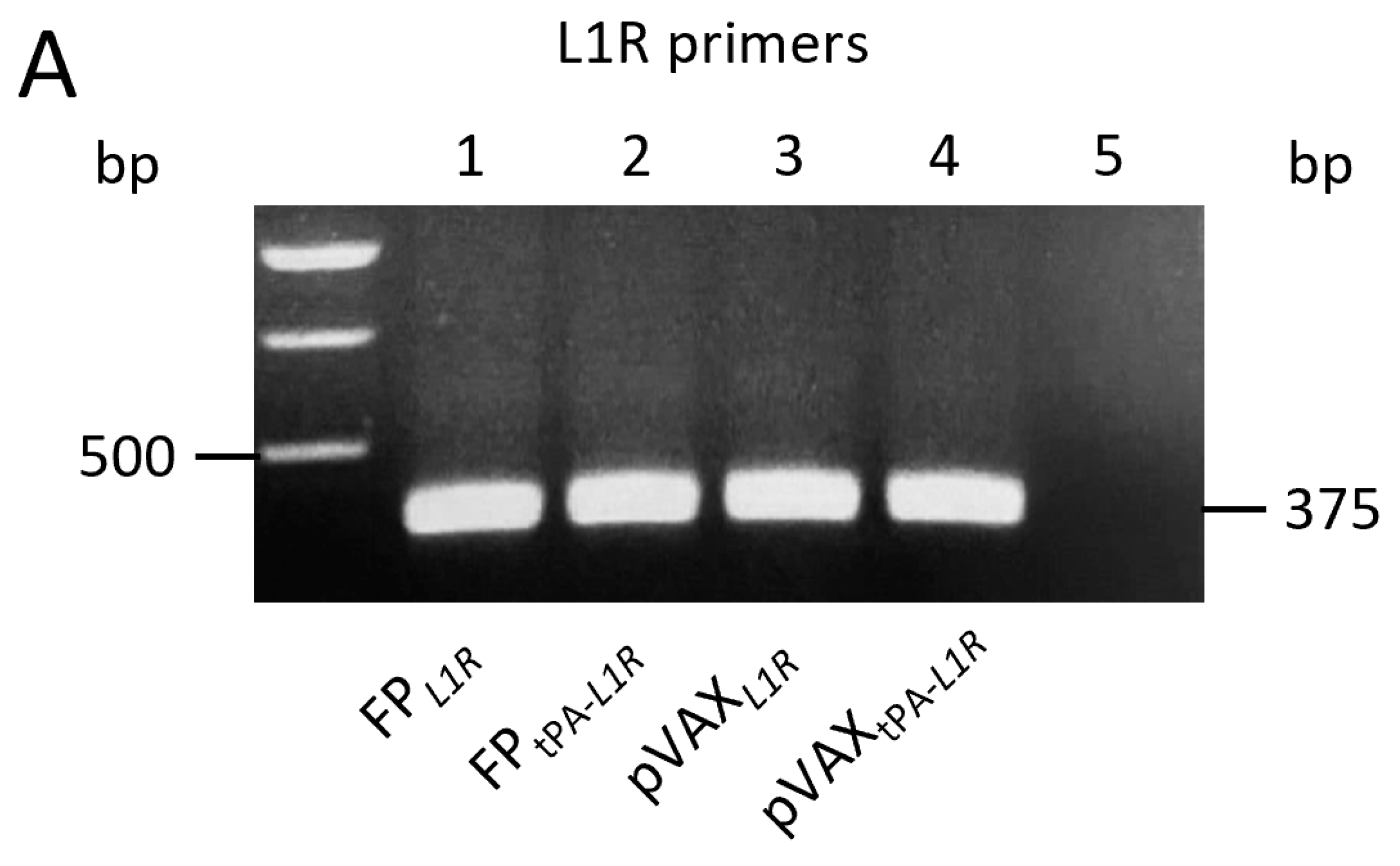 Vaccines 12 01115 g001a