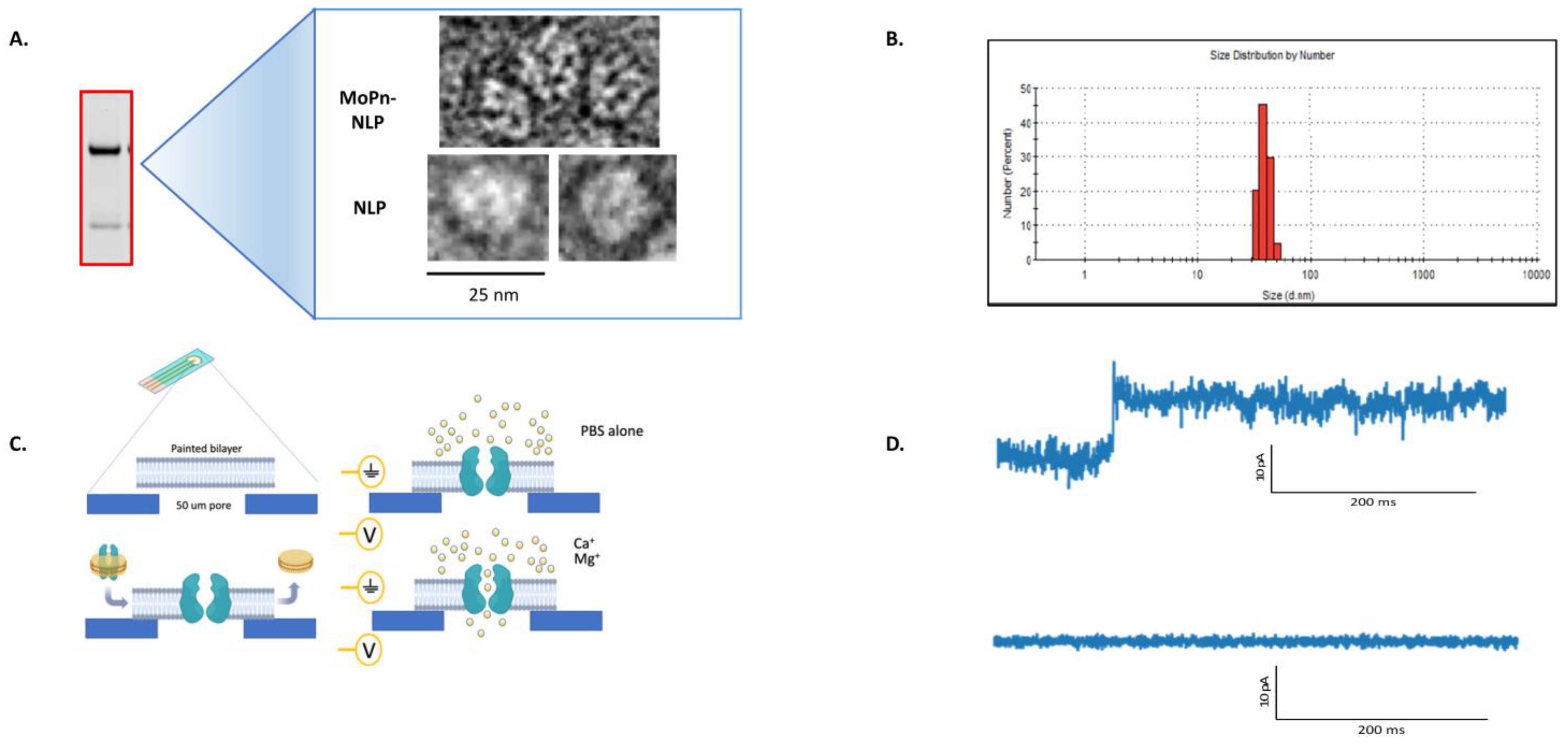Vaccines 12 01246 g004