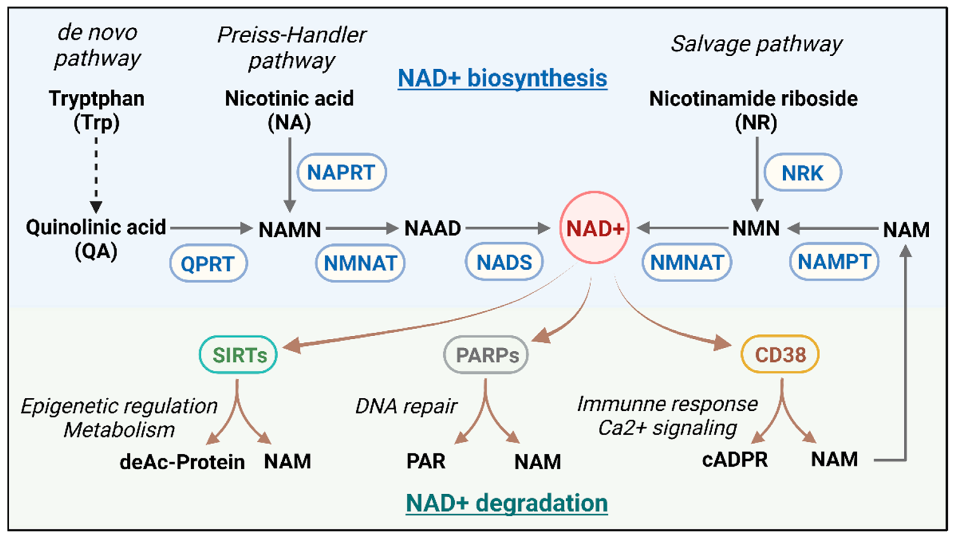 Vaccines 13 00001 g001