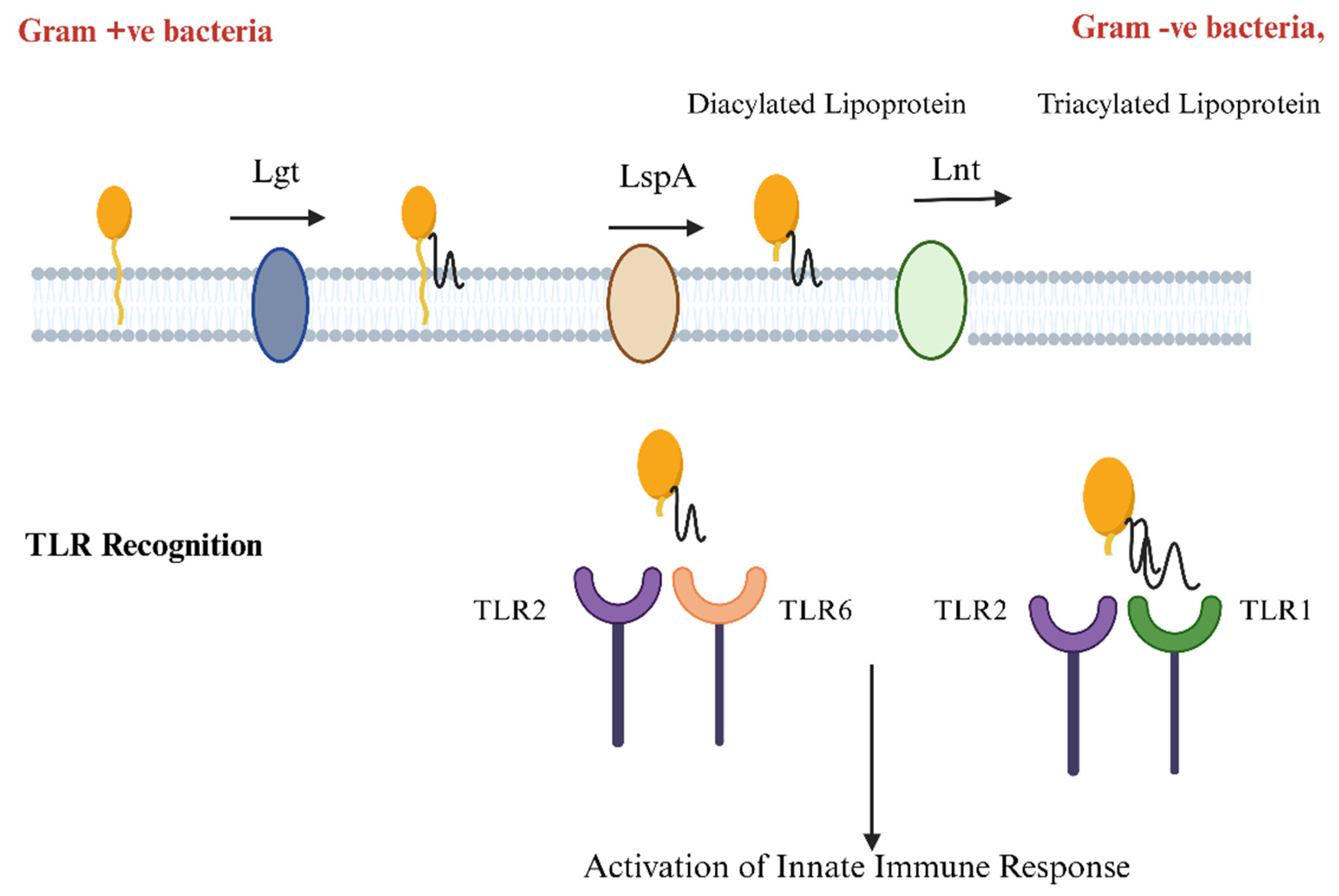 Vaccines 13 00036 g002 Vaccines 13 00036 g002