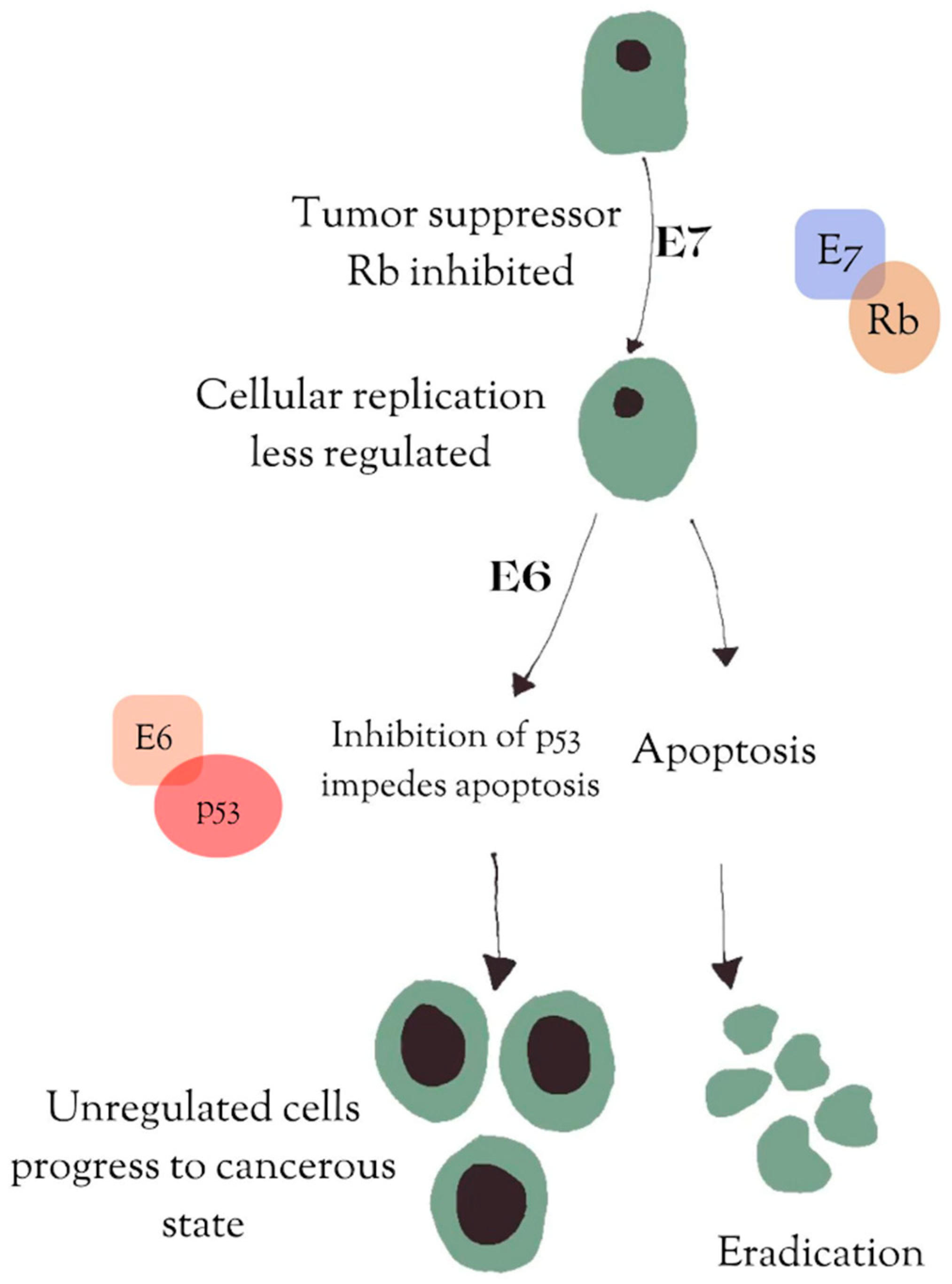 Vaccines 13 00201 g001
