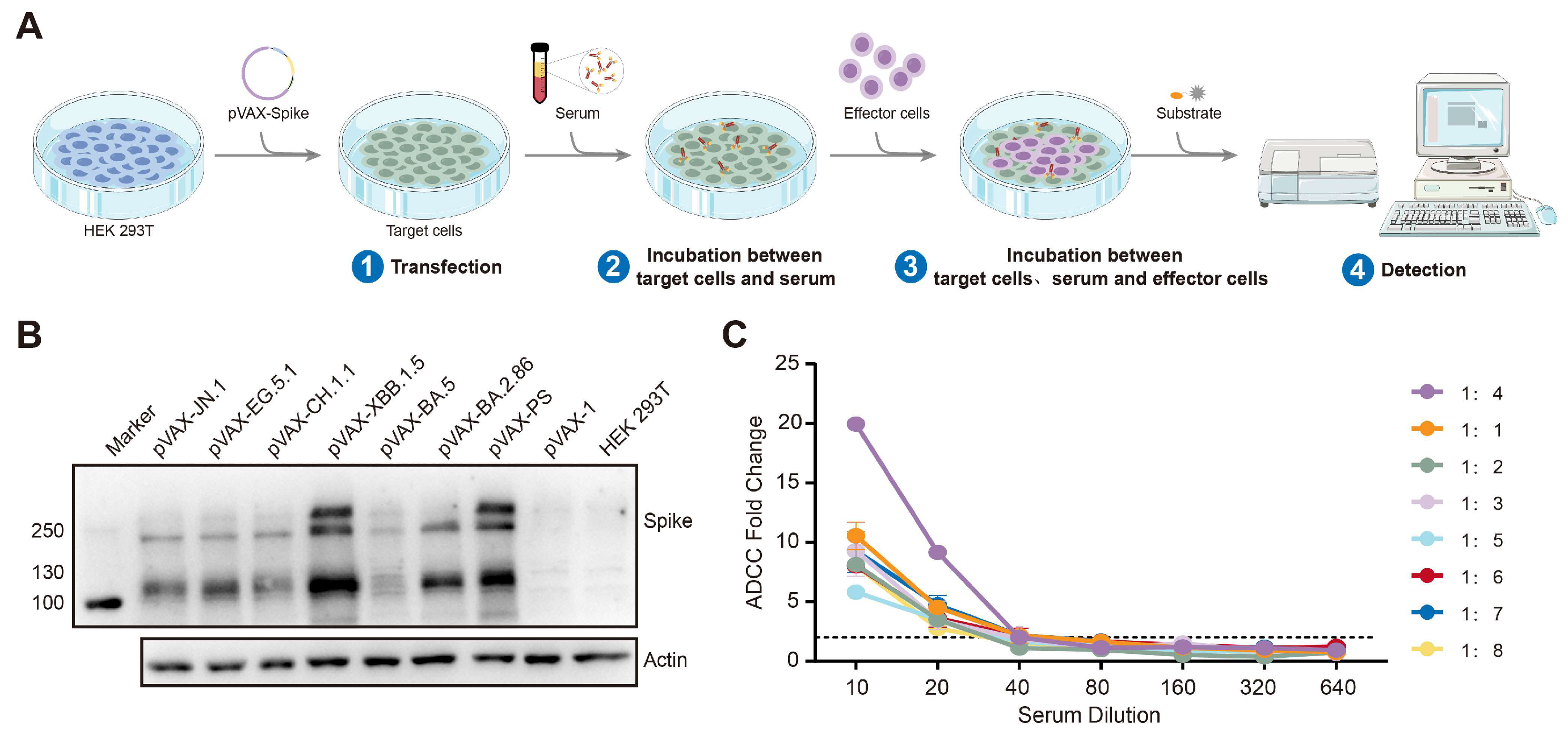 Vaccines 13 00262 g002