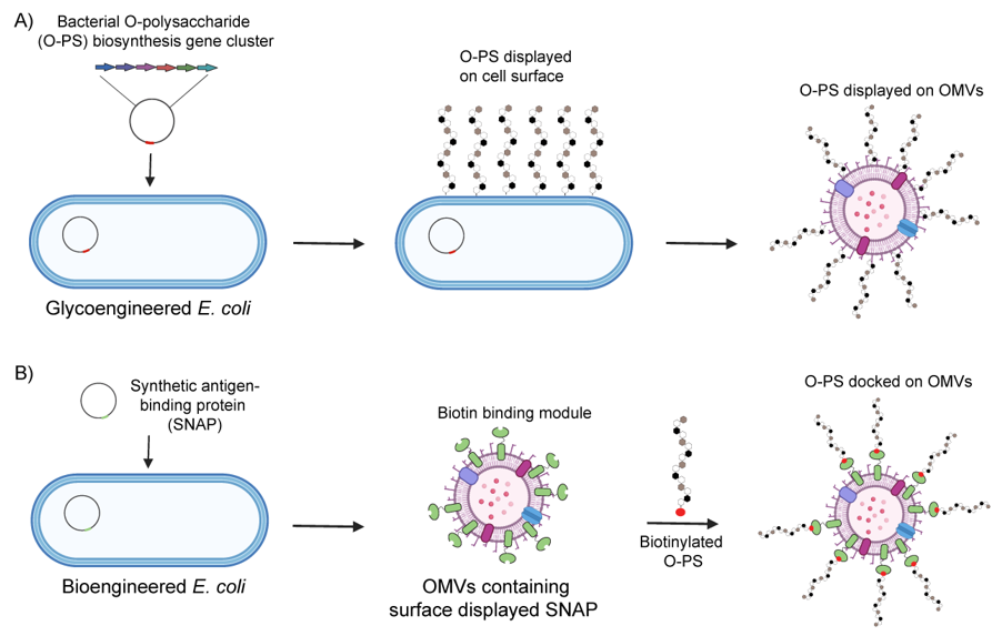 Vaccines 13 00285 g004