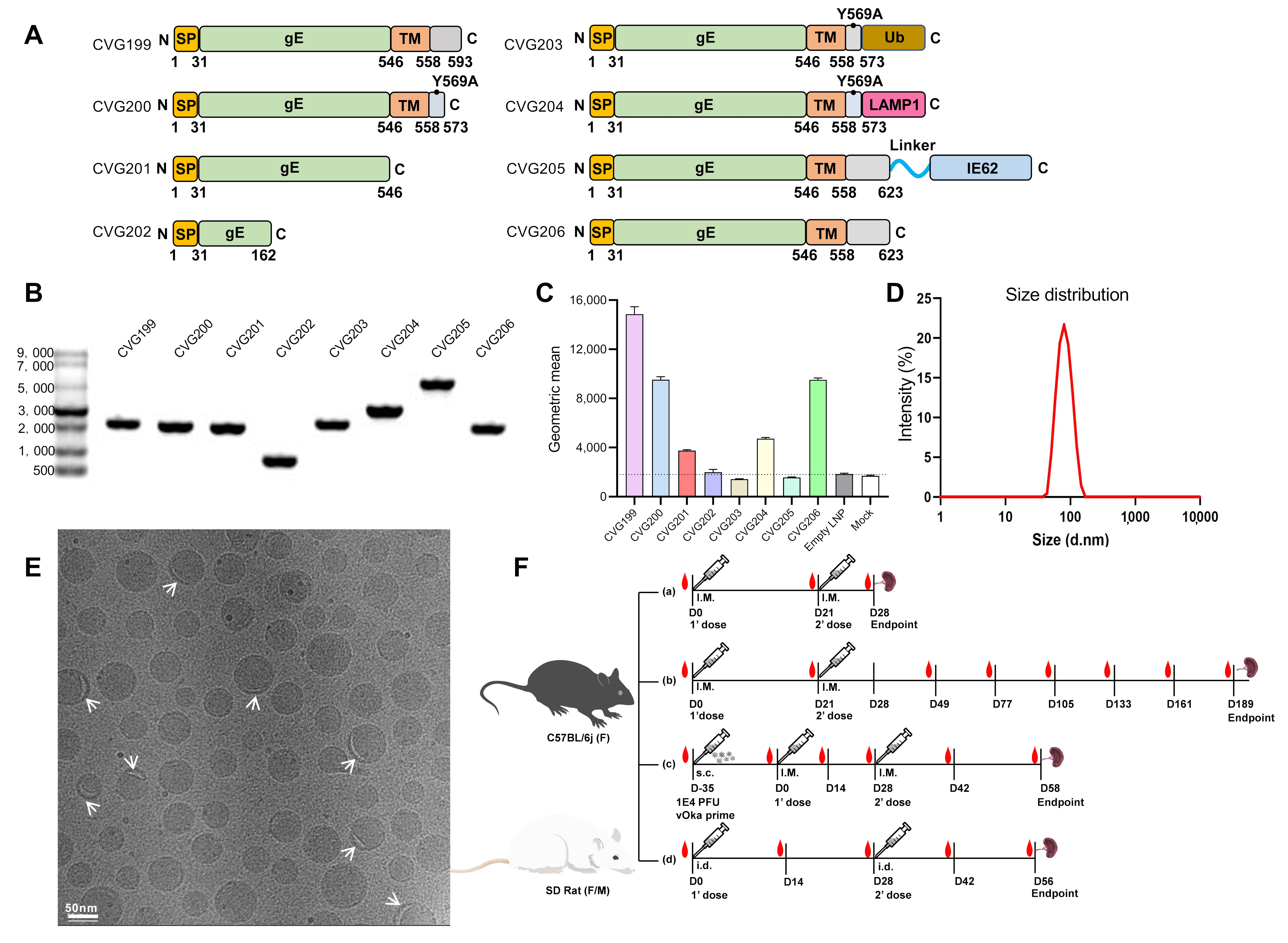 Vaccines 13 00327 g001