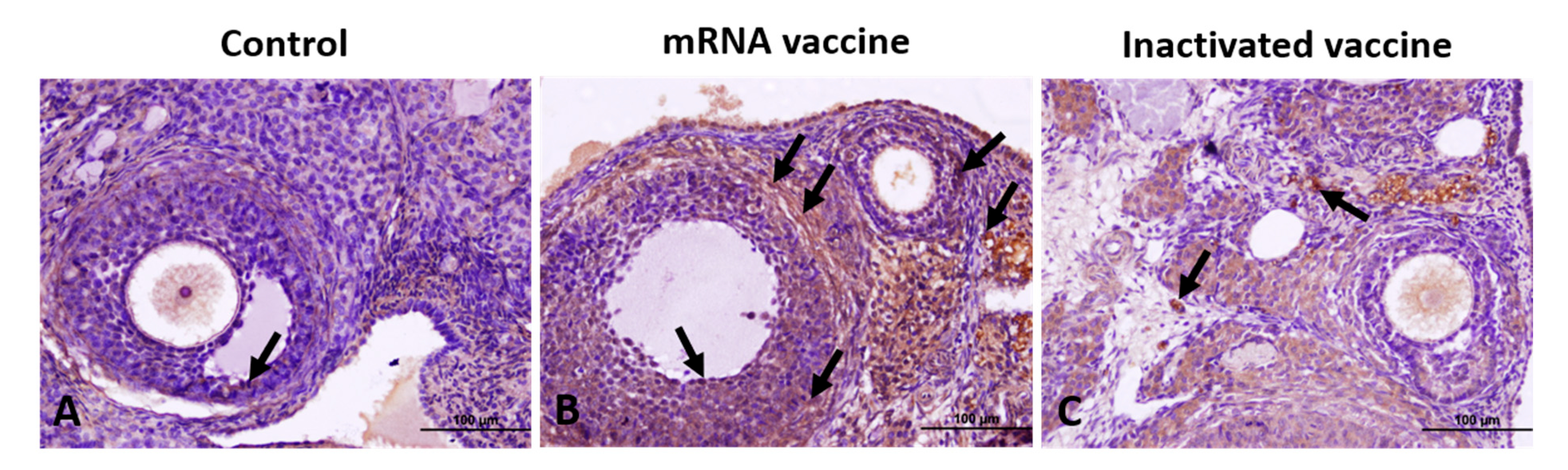 Vaccines 13 00345 g002