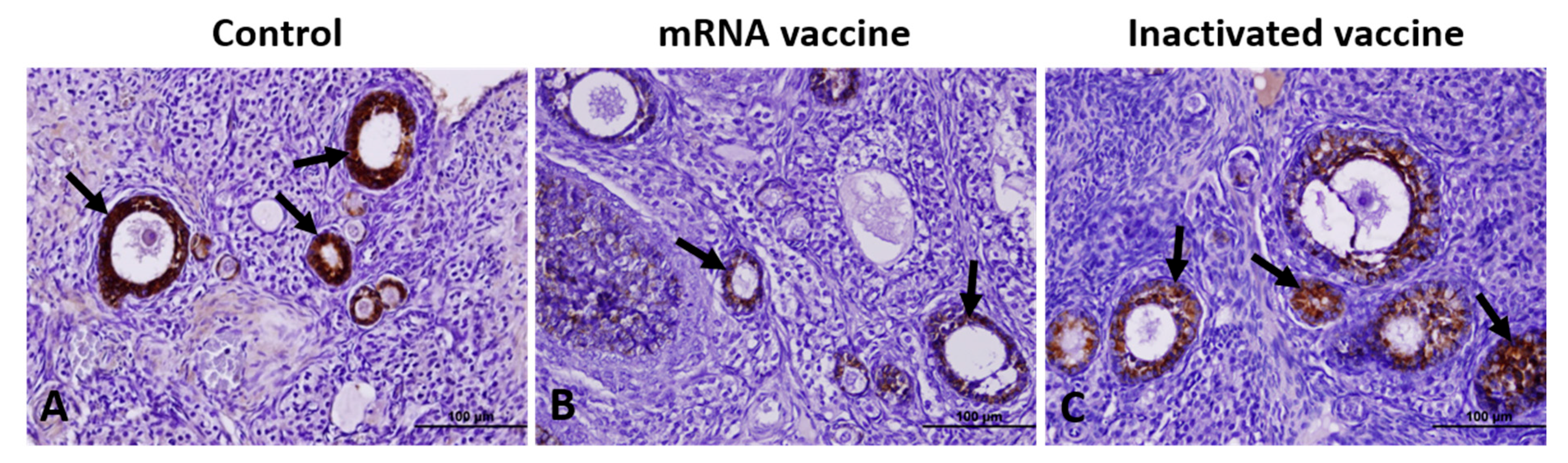 Vaccines 13 00345 g005