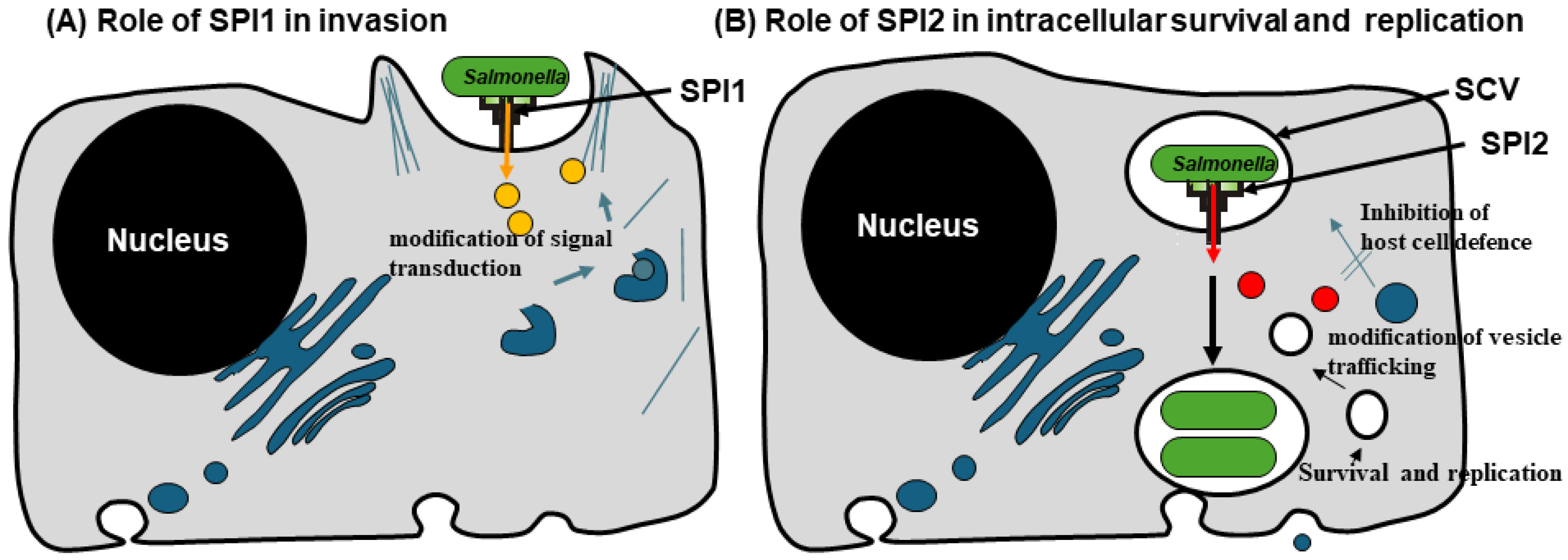 Vaccines 13 00405 g001