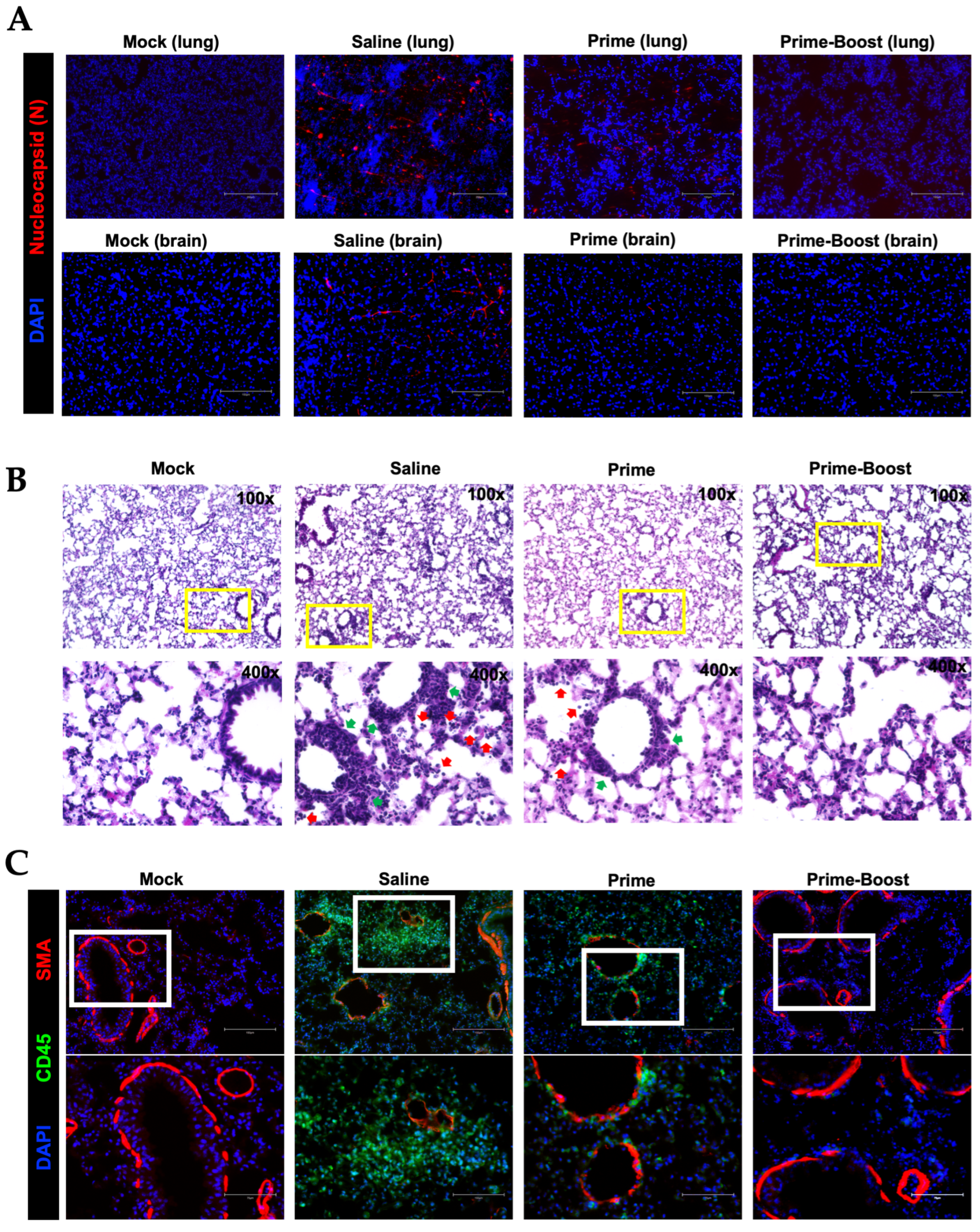 Vaccines 13 00411 g007
