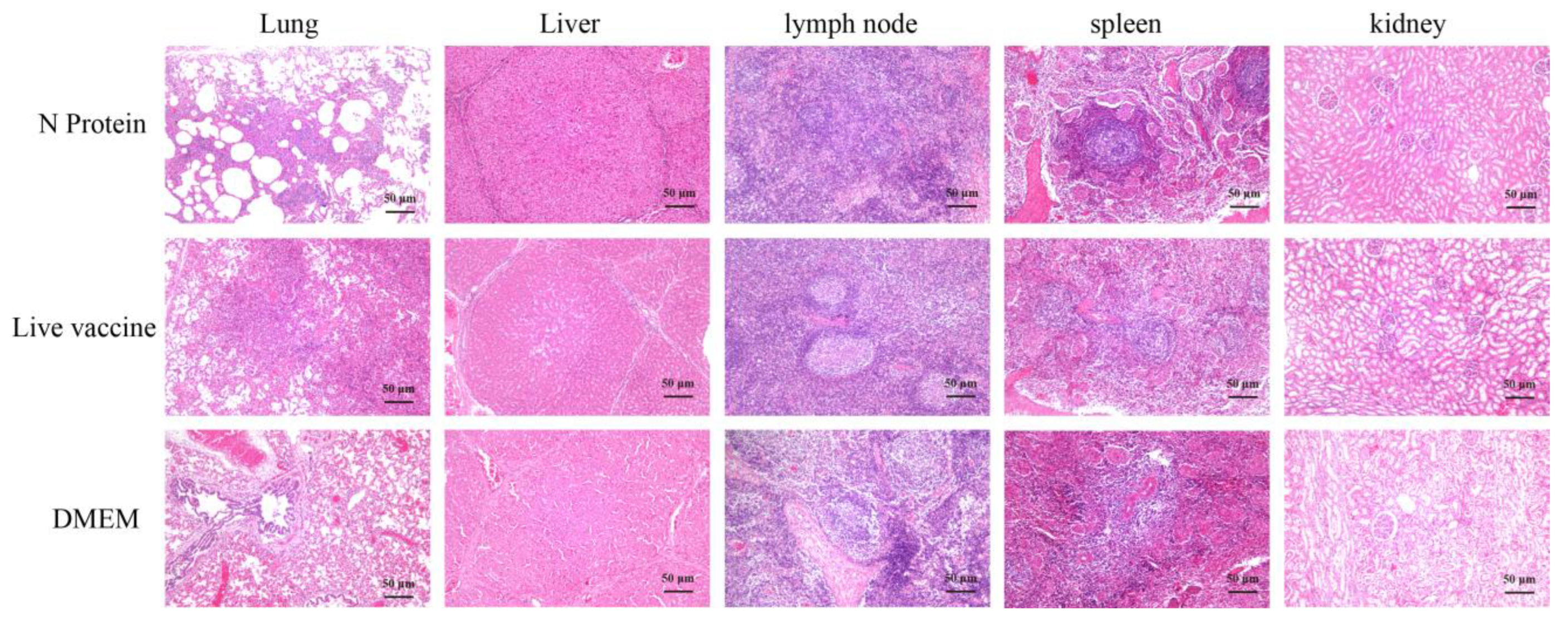 Vaccines 13 00441 g005