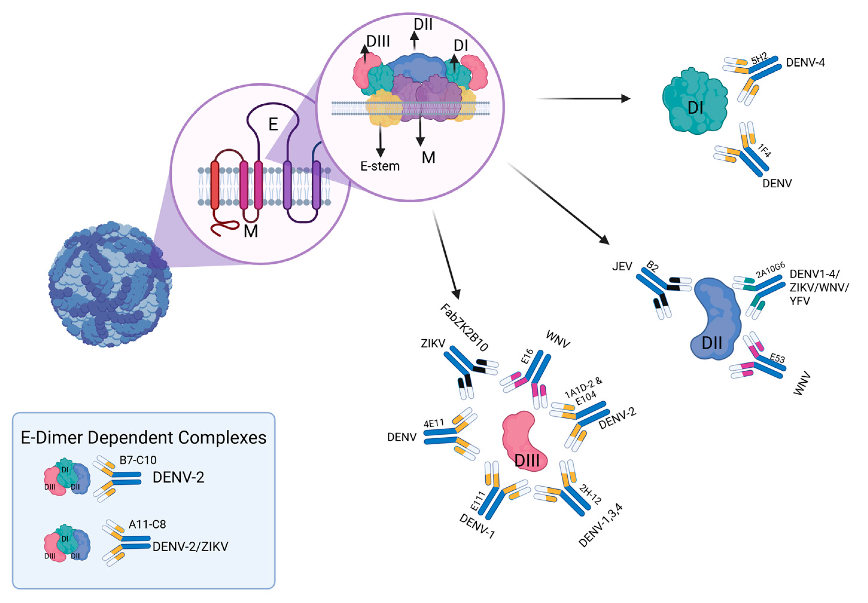 Vaccines 13 00449 g001
