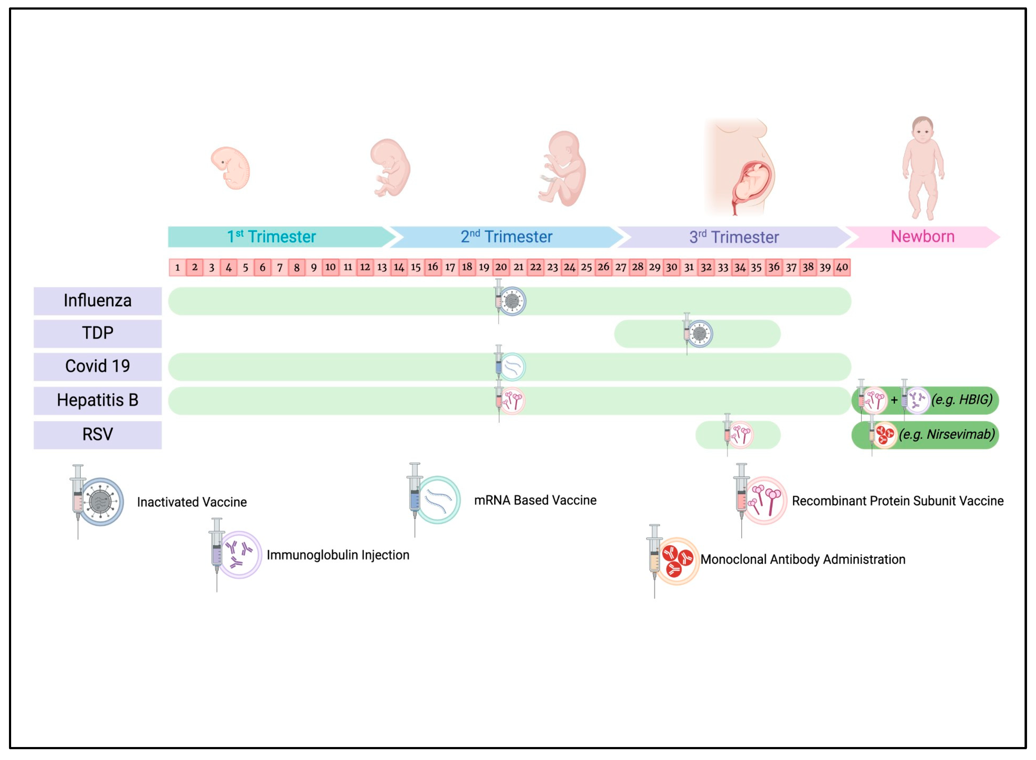 Vaccines 13 00450 g001