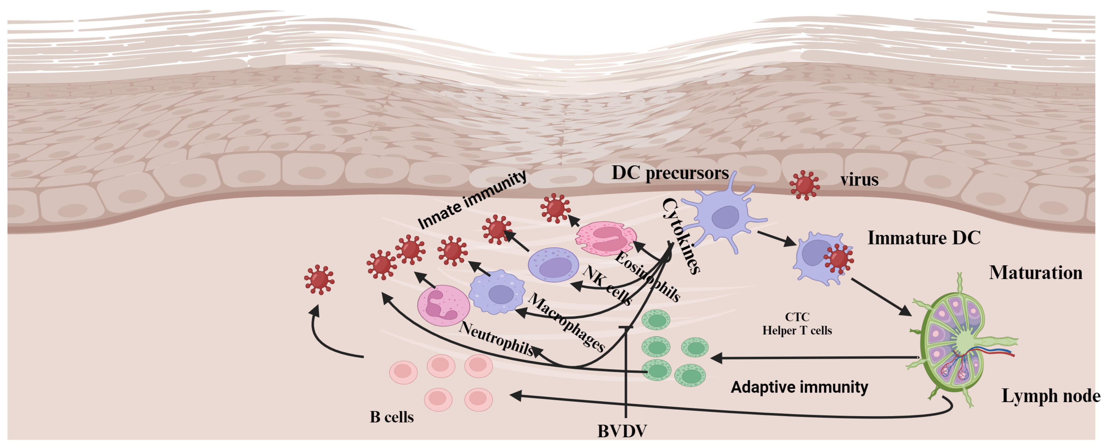 Vaccines 13 00456 g002 Vaccines 13 00456 g002