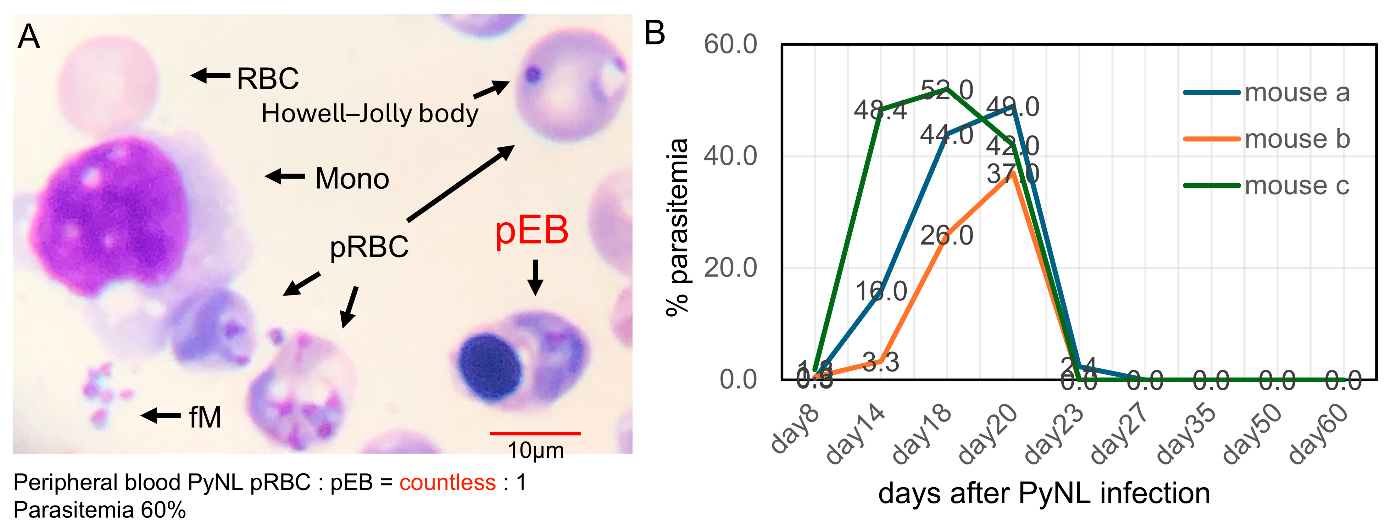 Vaccines 13 00988 g001 Vaccines 13 00988 g001