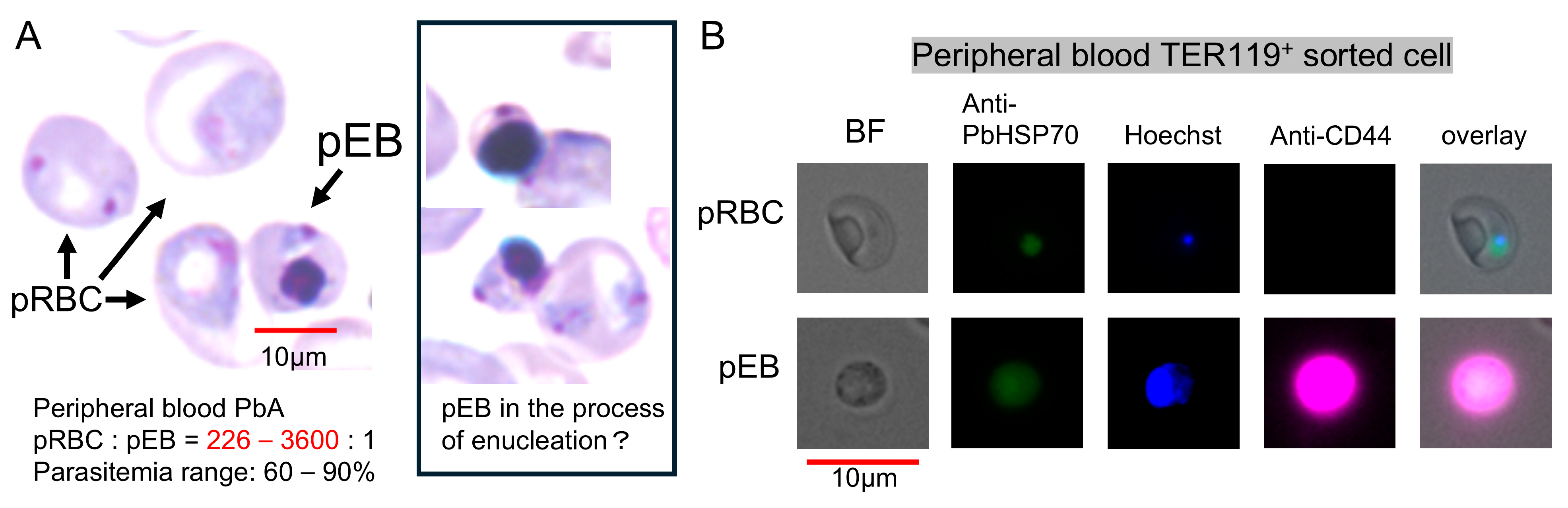 Vaccines 13 00988 g003 Vaccines 13 00988 g003