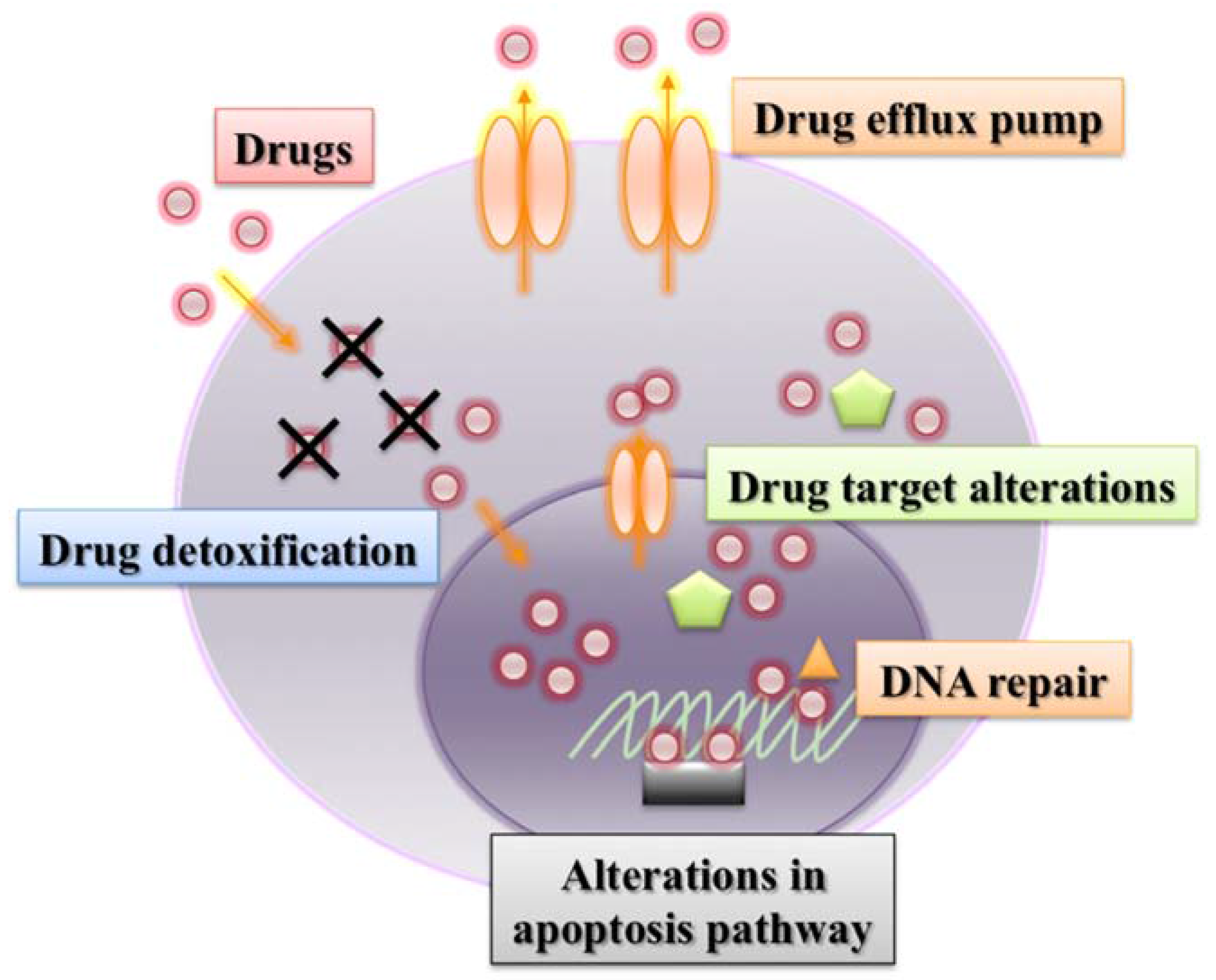 Veterinary Sciences | Free Full-Text | Comparative Aspects of Molecular  Mechanisms of Drug Resistance through ABC Transporters and Other Related  Molecules in Canine Lymphoma | HTML
