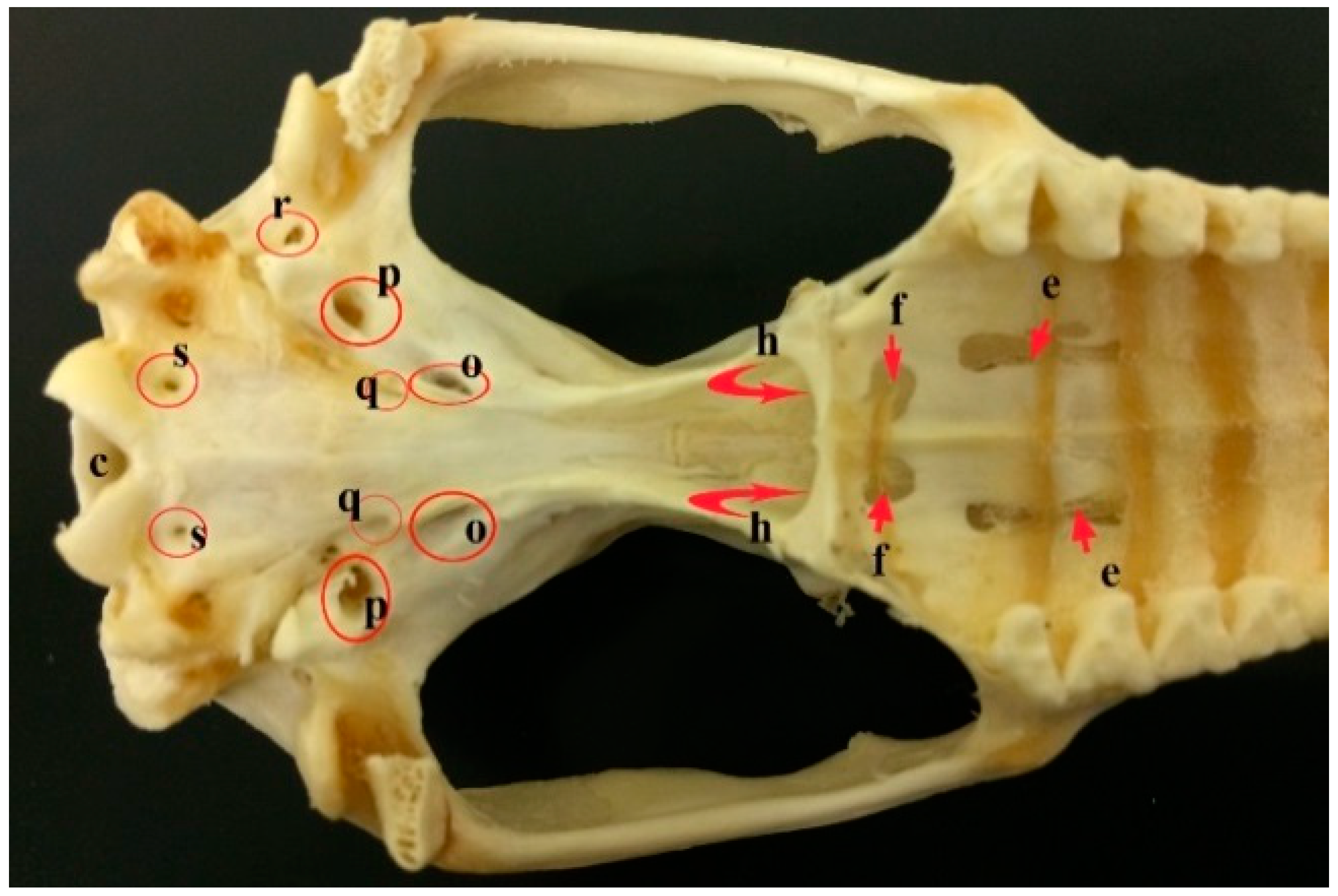 dog mandible anatomy