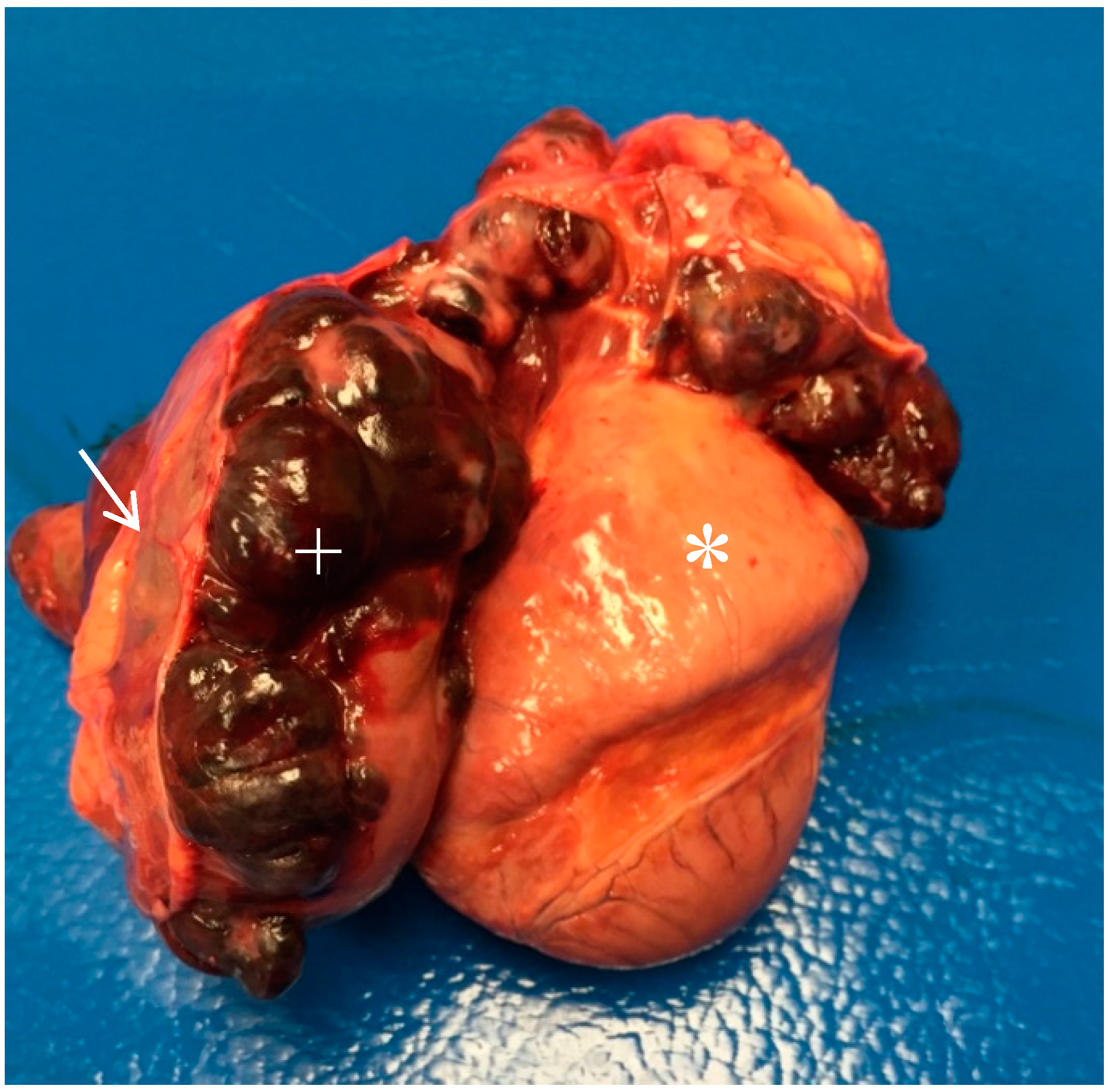 Vetsci 06 00065 g002 Vetsci 06 00065 g002